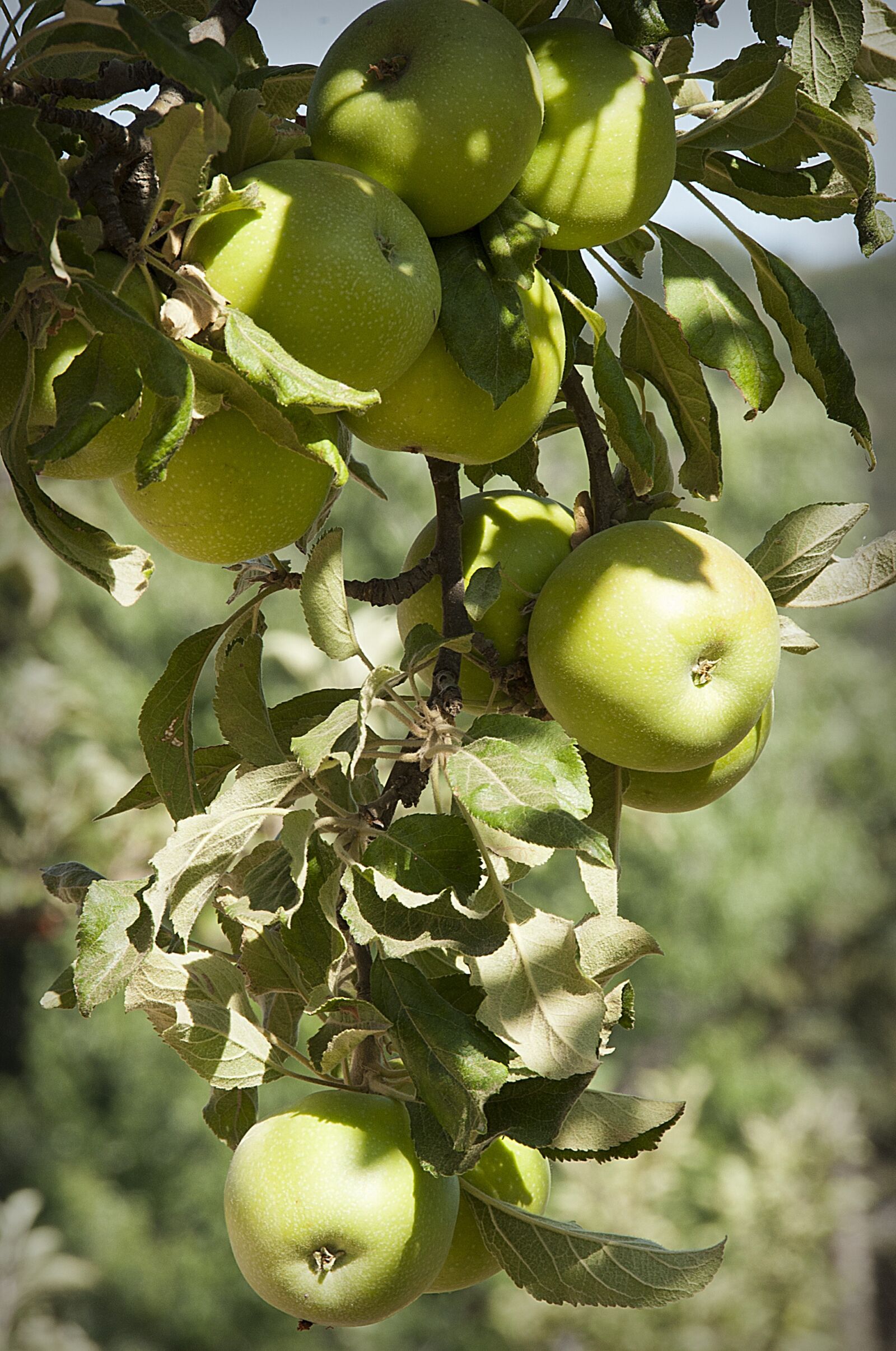 Nikon D700 sample photo. Apples, apple tree, fruit photography