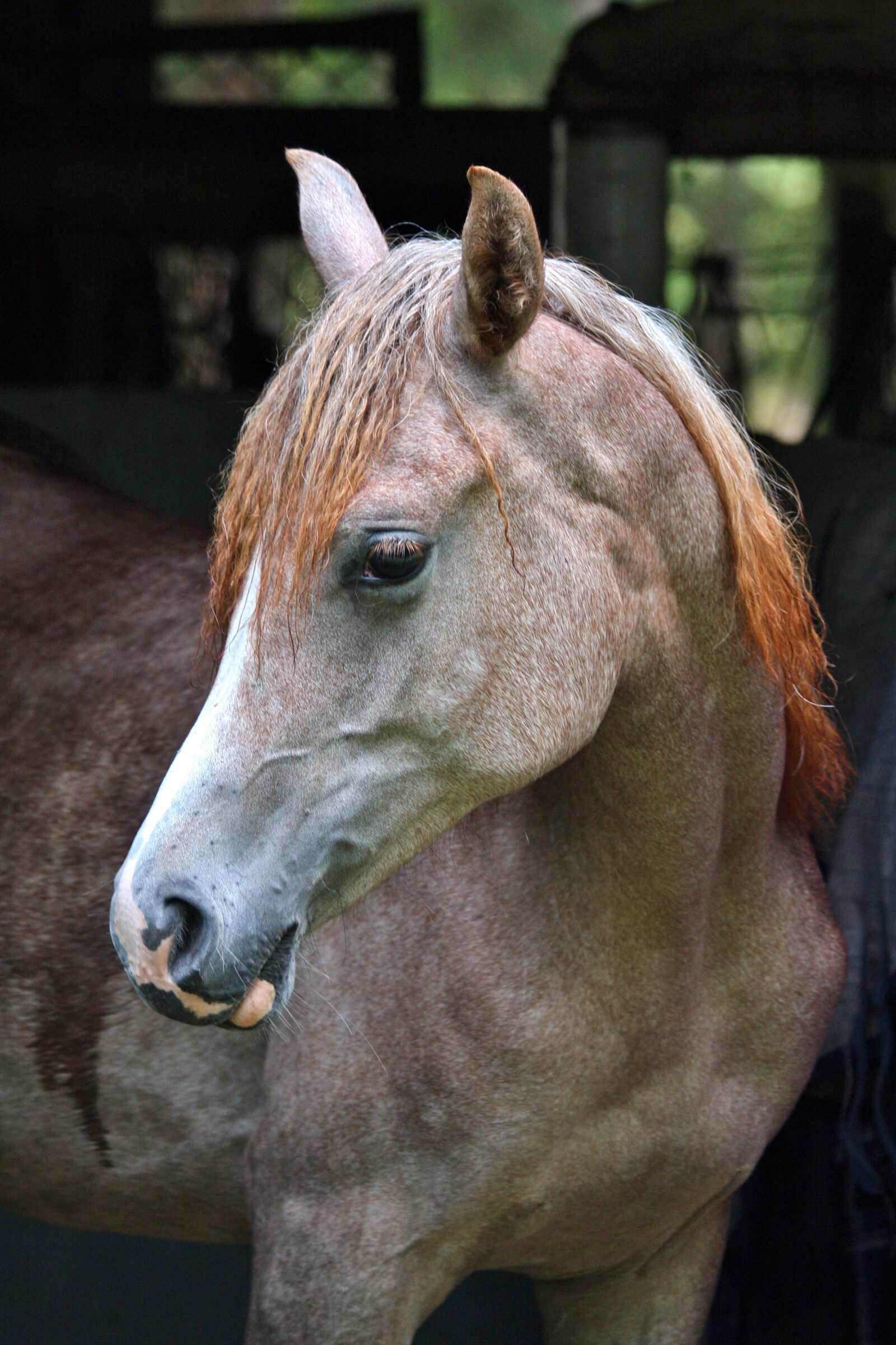 Canon EOS 40D sample photo. Arabians, grey, filly photography