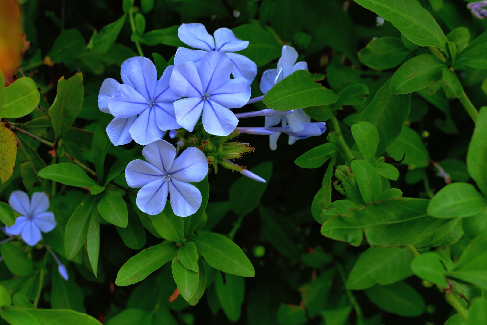 Nikon D3400 sample photo. Flowers, lilac, petals photography