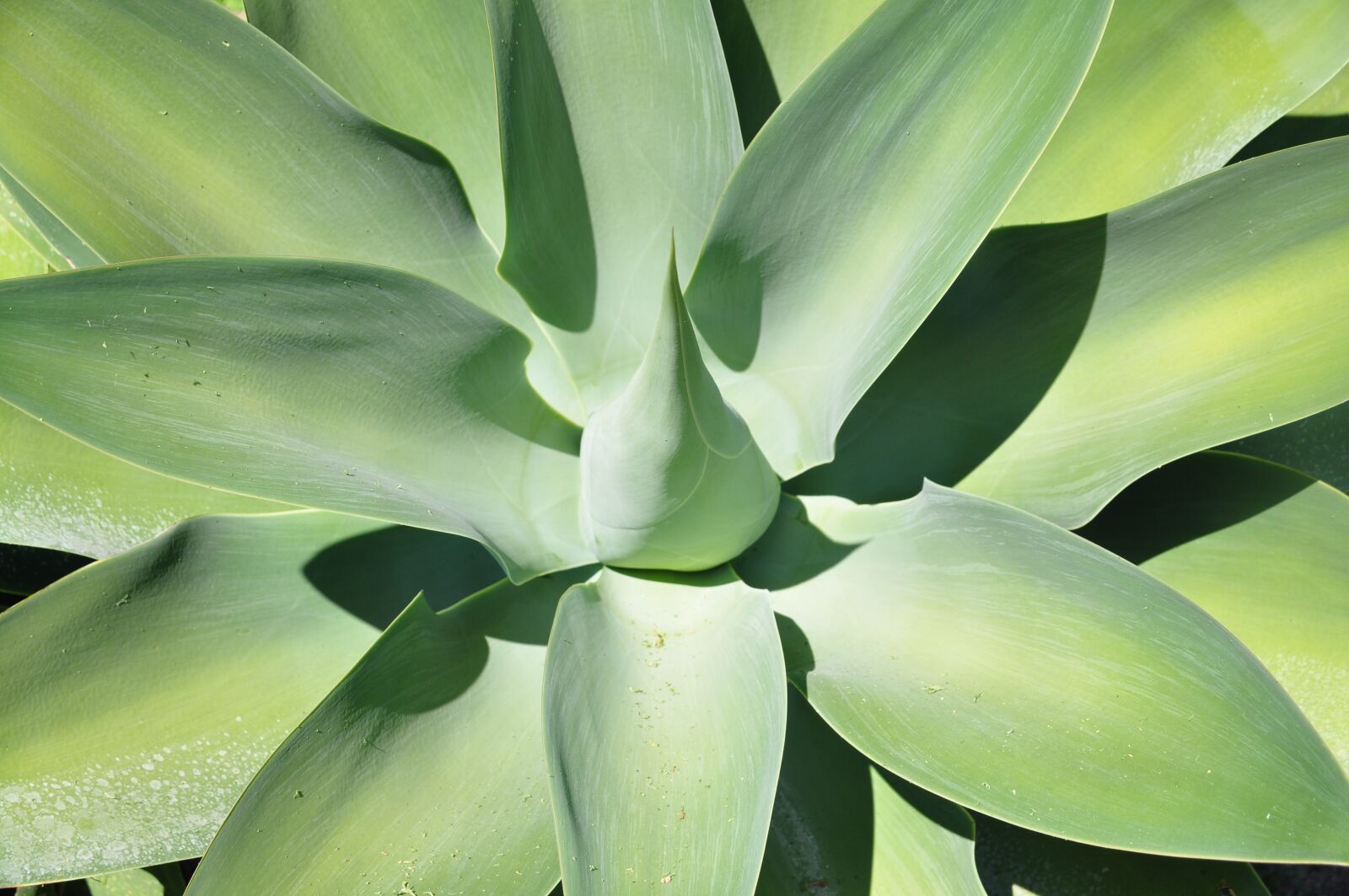 Nikon D90 sample photo. Plant, cactus, succulents photography