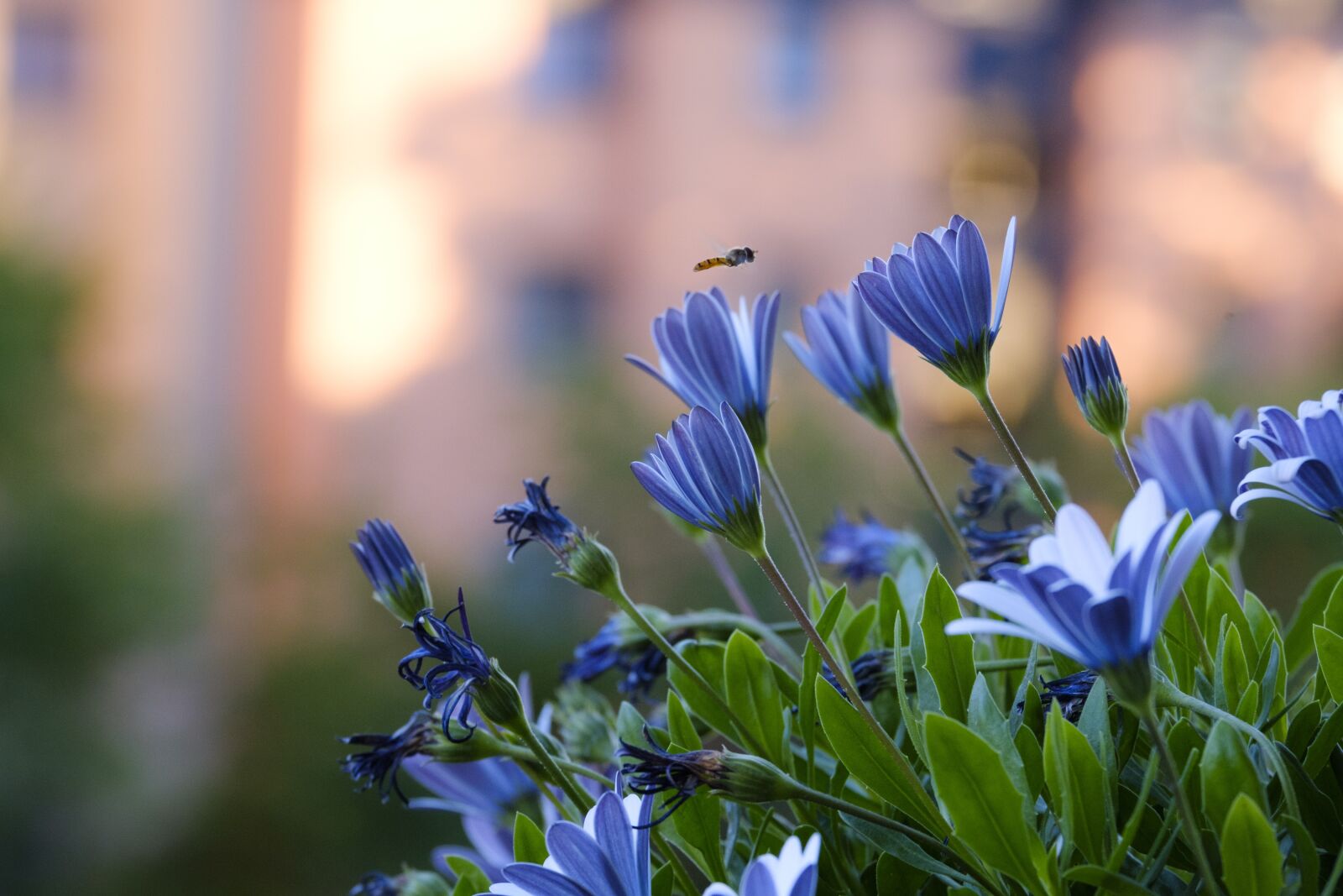 Fujifilm X-T2 + Fujifilm XF 55-200mm F3.5-4.8 R LM OIS sample photo. Daisies, bornholm marguerite, flowers photography