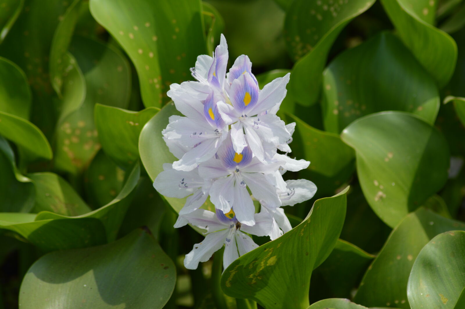 Nikon D3200 sample photo. Flower, green, water, plant photography