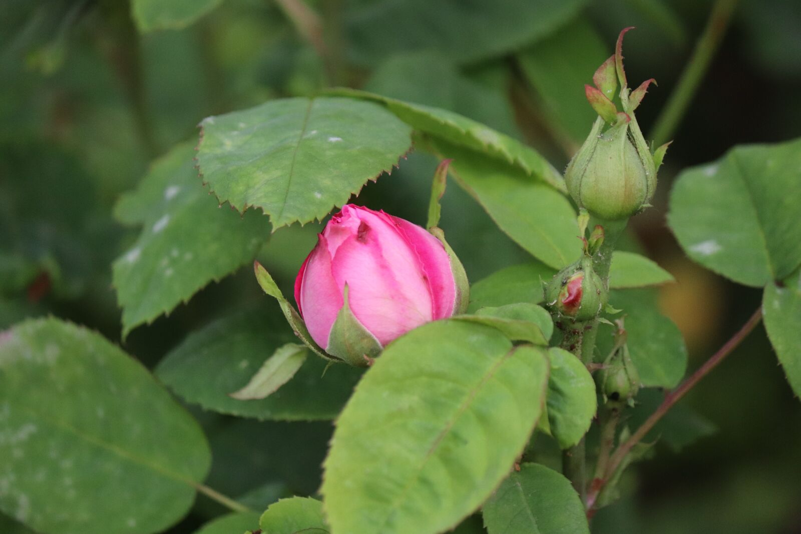 Canon EOS 77D (EOS 9000D / EOS 770D) sample photo. Rose, bud, flower photography