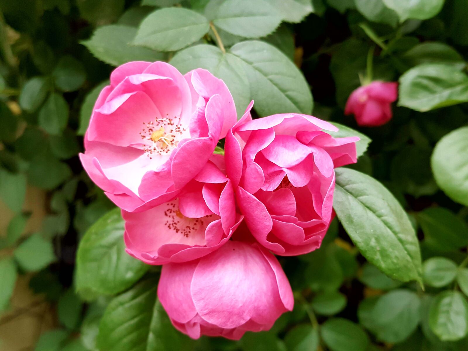 Samsung Galaxy Note5 sample photo. Rose, pink photography