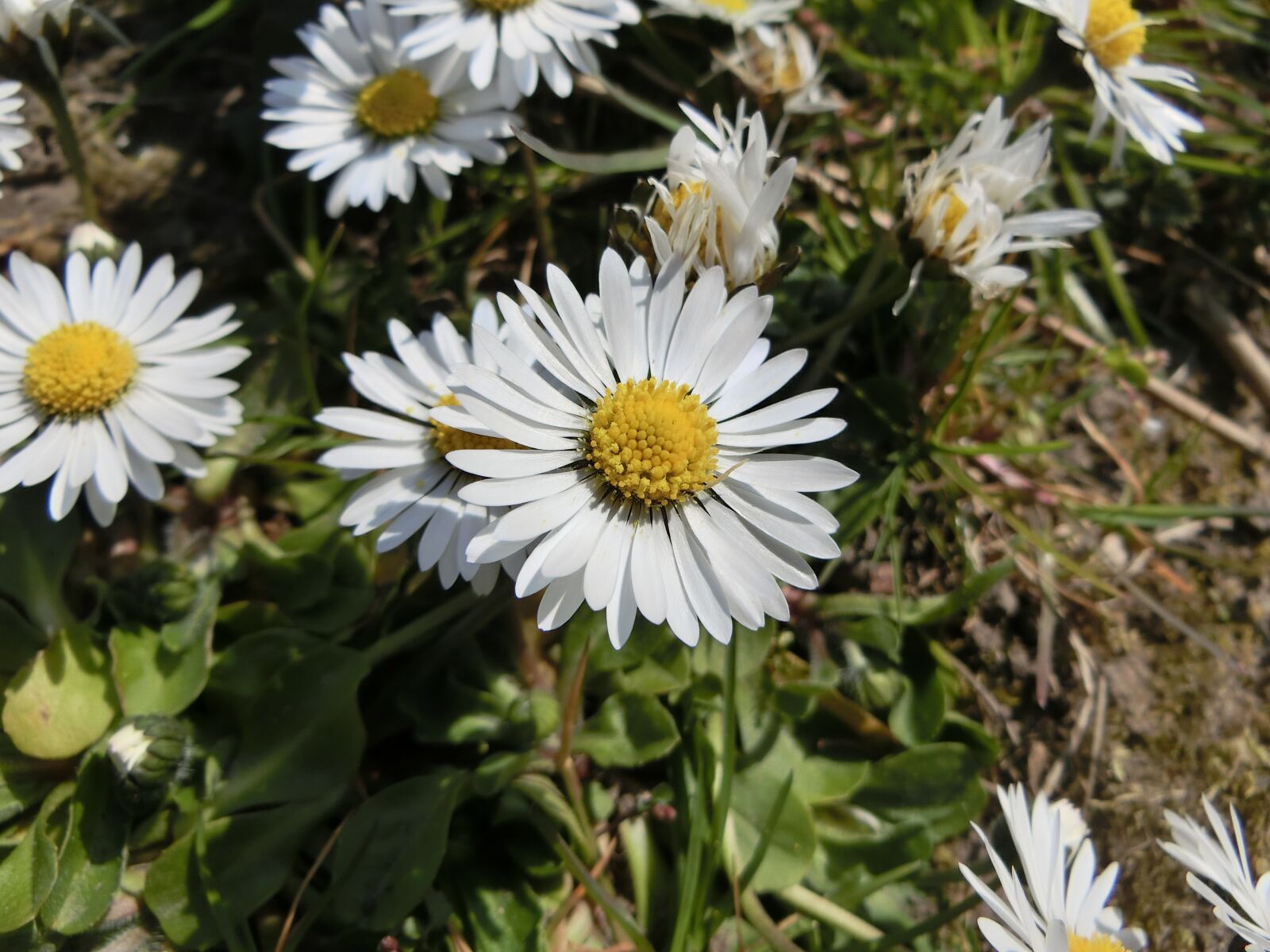 CASIO EX-ZR750 sample photo. Daisy, yellow, white photography
