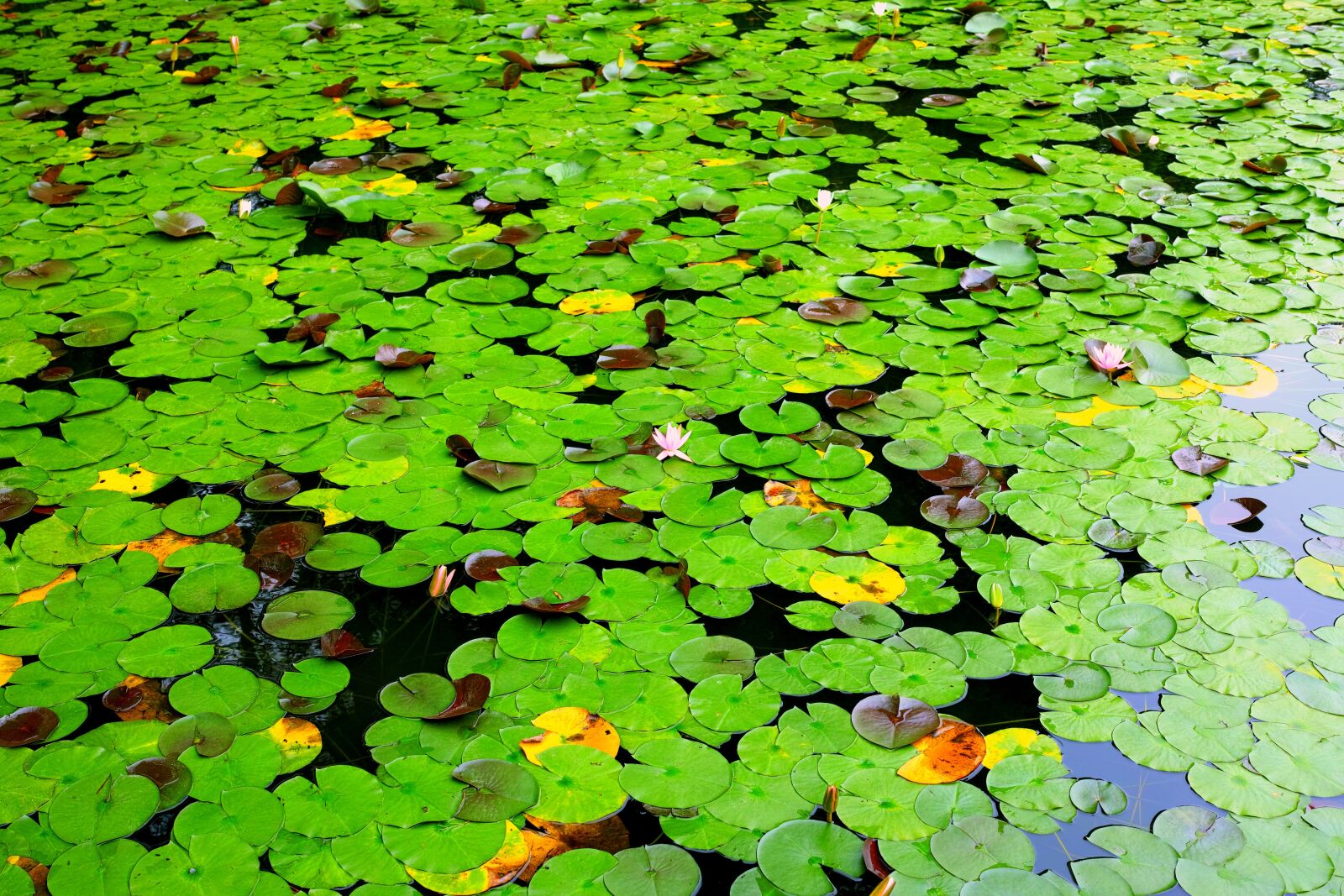 Sigma DP2 Merrill sample photo. Lotus, lotus leaf, pond photography