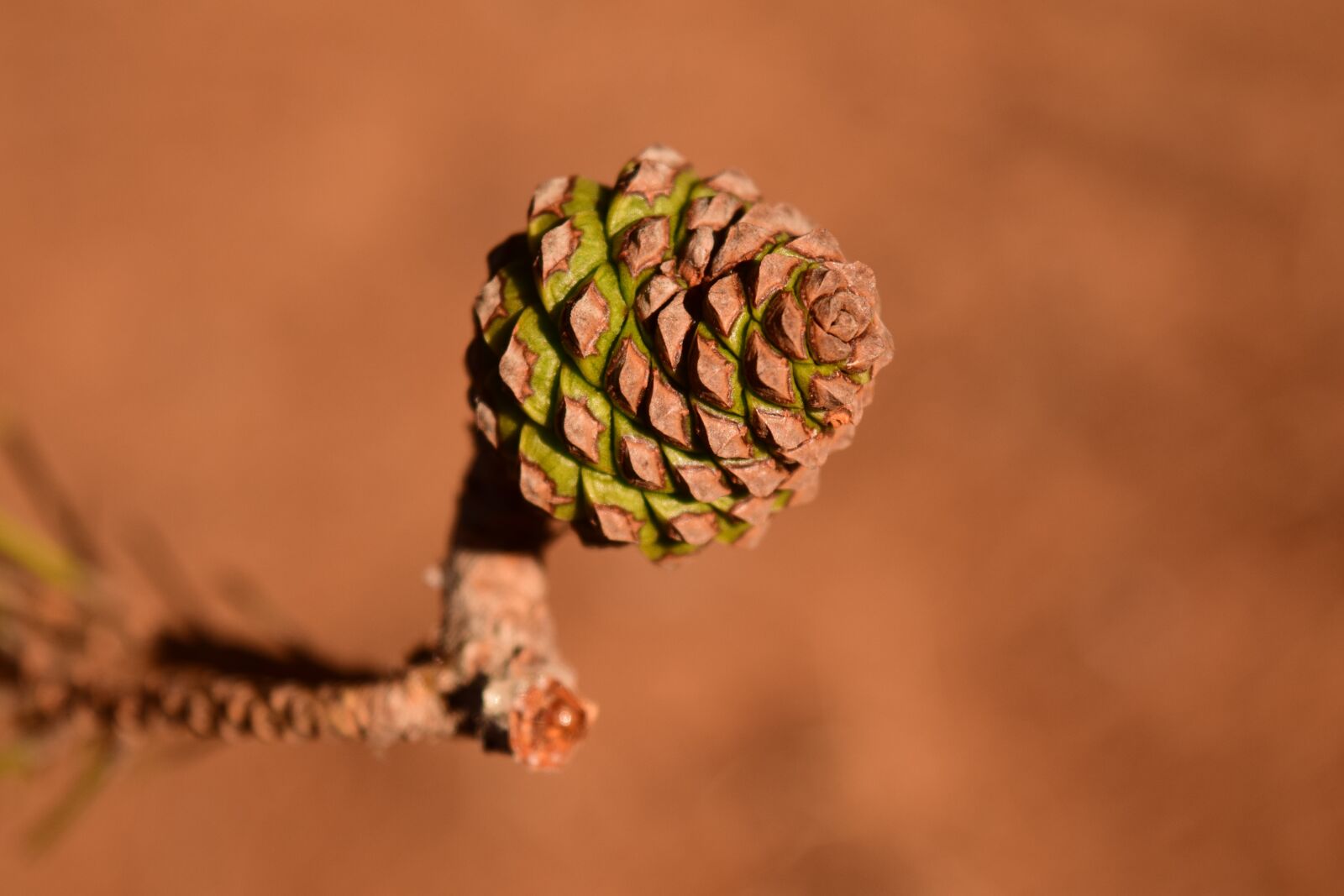 Nikon D3300 sample photo. Pine cones, young, small photography