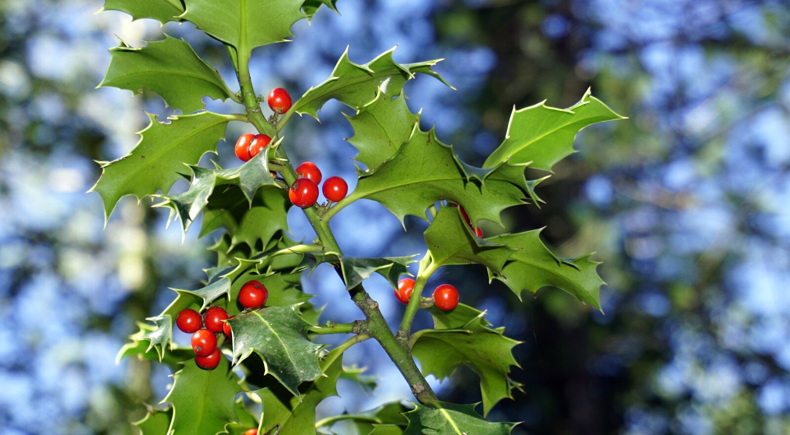 Sony E 16-50mm F3.5-5.6 PZ OSS sample photo. Holly, berries, red photography