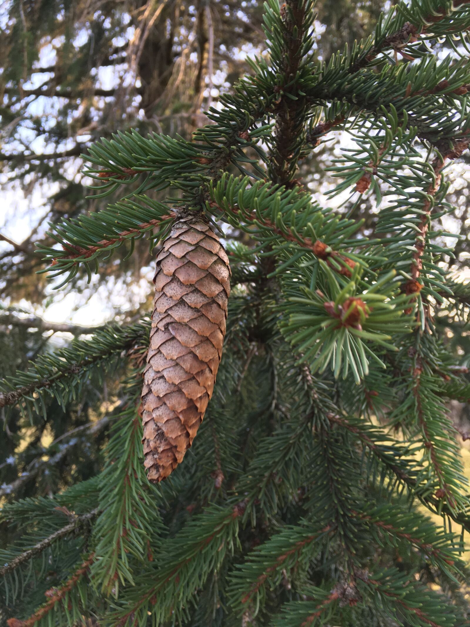 iPhone SE back camera 4.15mm f/2.2 sample photo. Pine cone, pin, tree photography