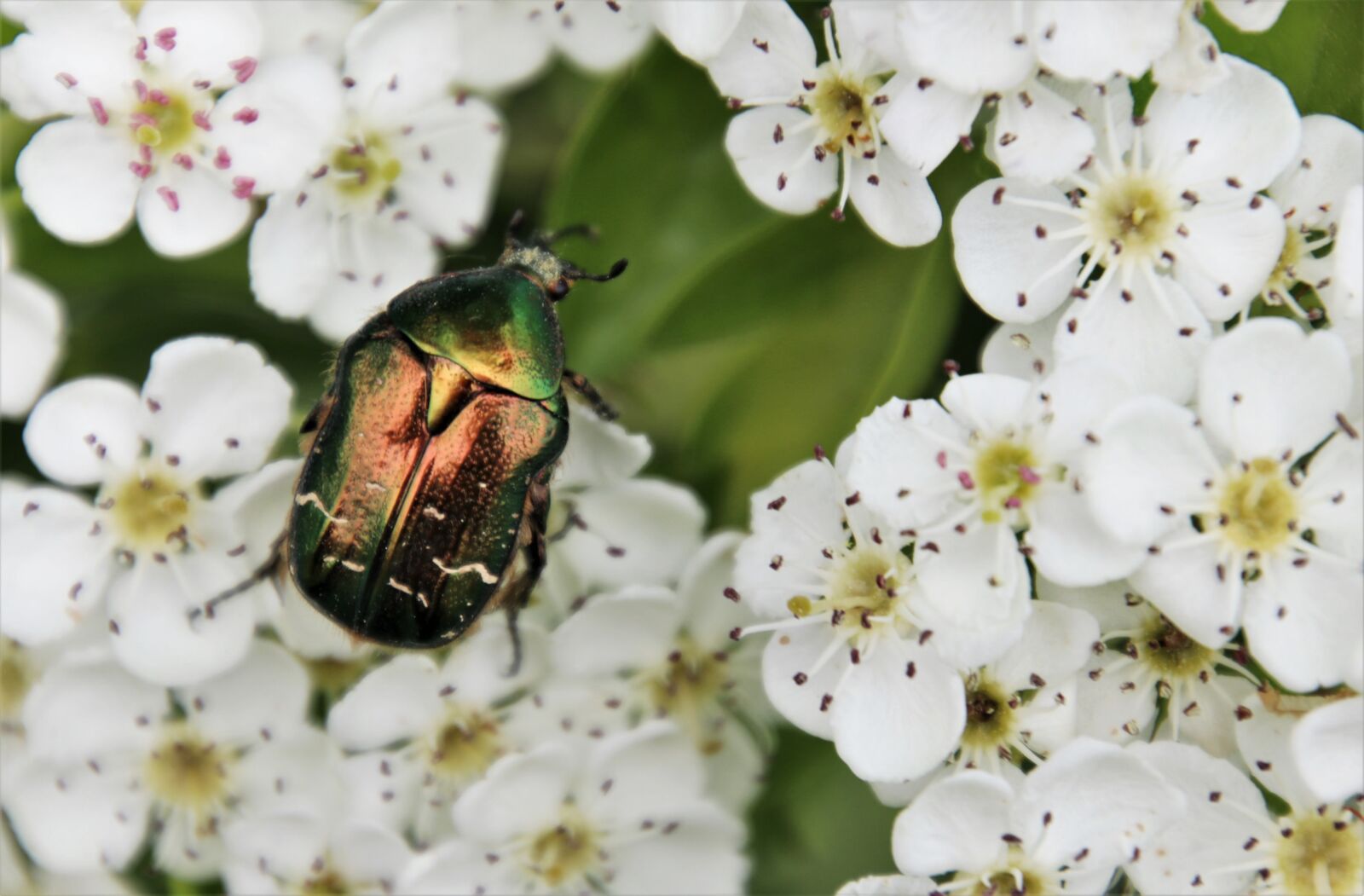 Canon EOS 80D sample photo. Spring, crataegus, the beetle photography