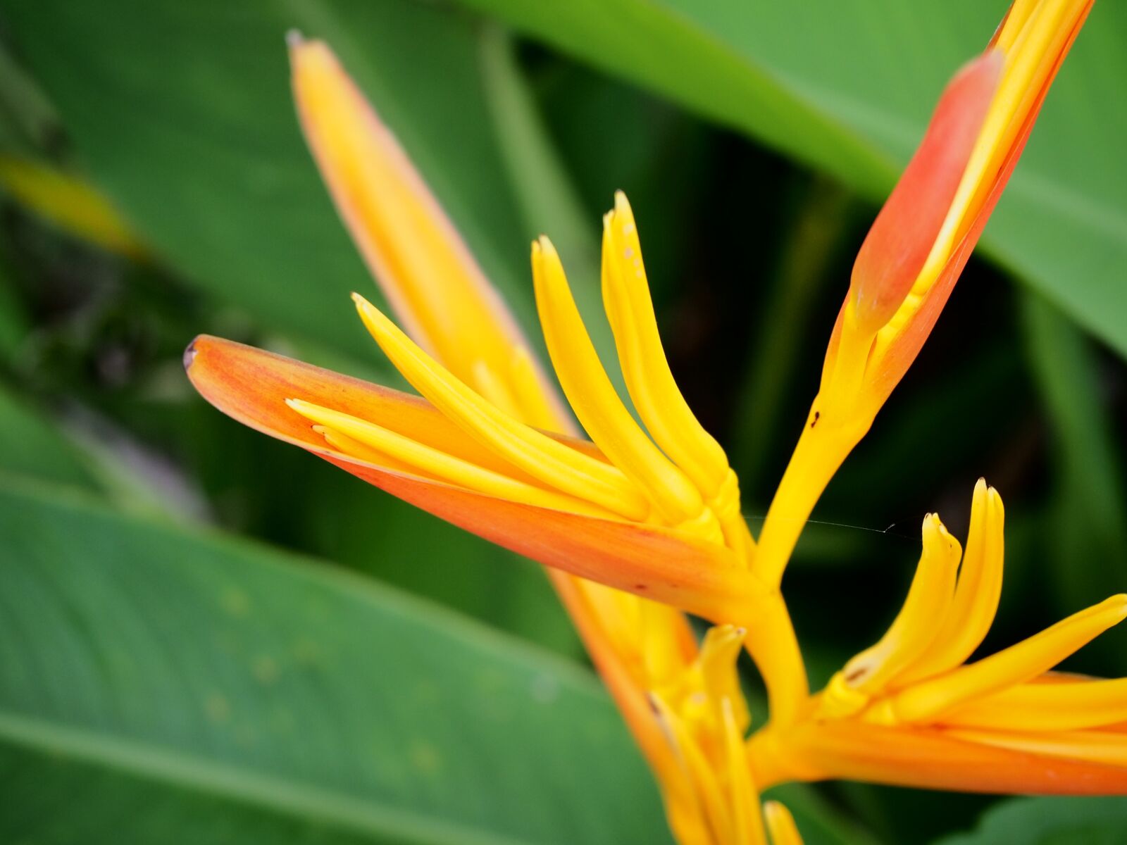 Olympus OM-D E-M10 III sample photo. Bird of paradise, flower photography