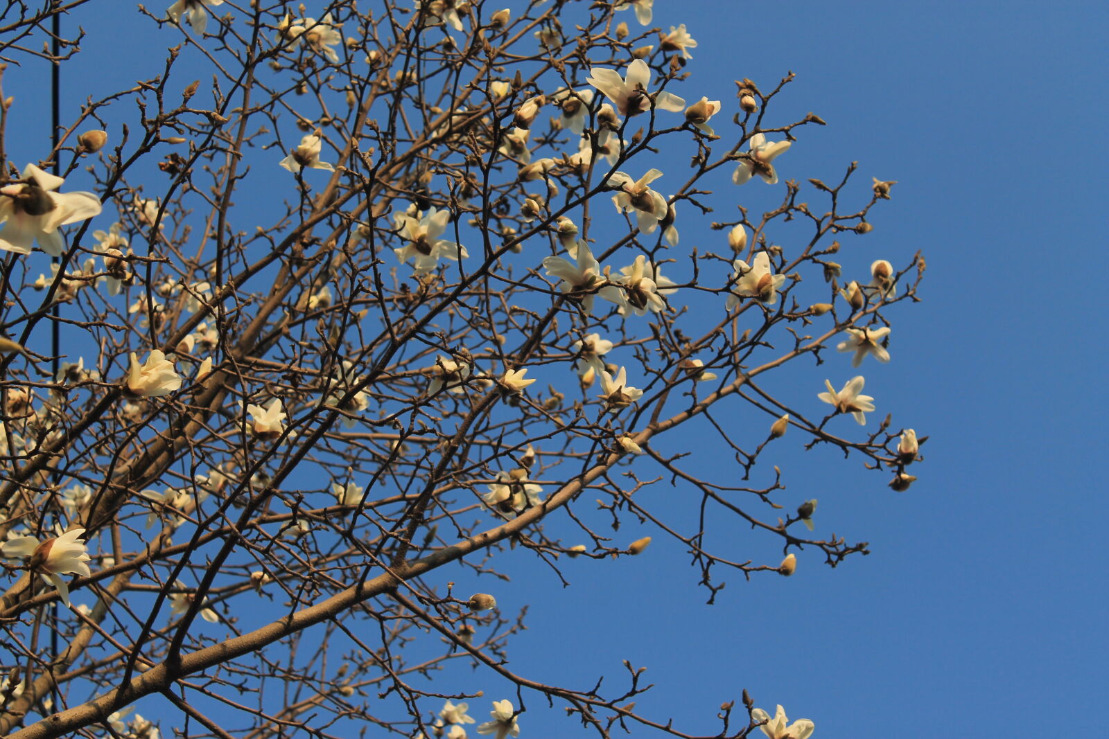 Canon EOS 1100D (EOS Rebel T3 / EOS Kiss X50) sample photo. Blue, sky, flower, natural photography