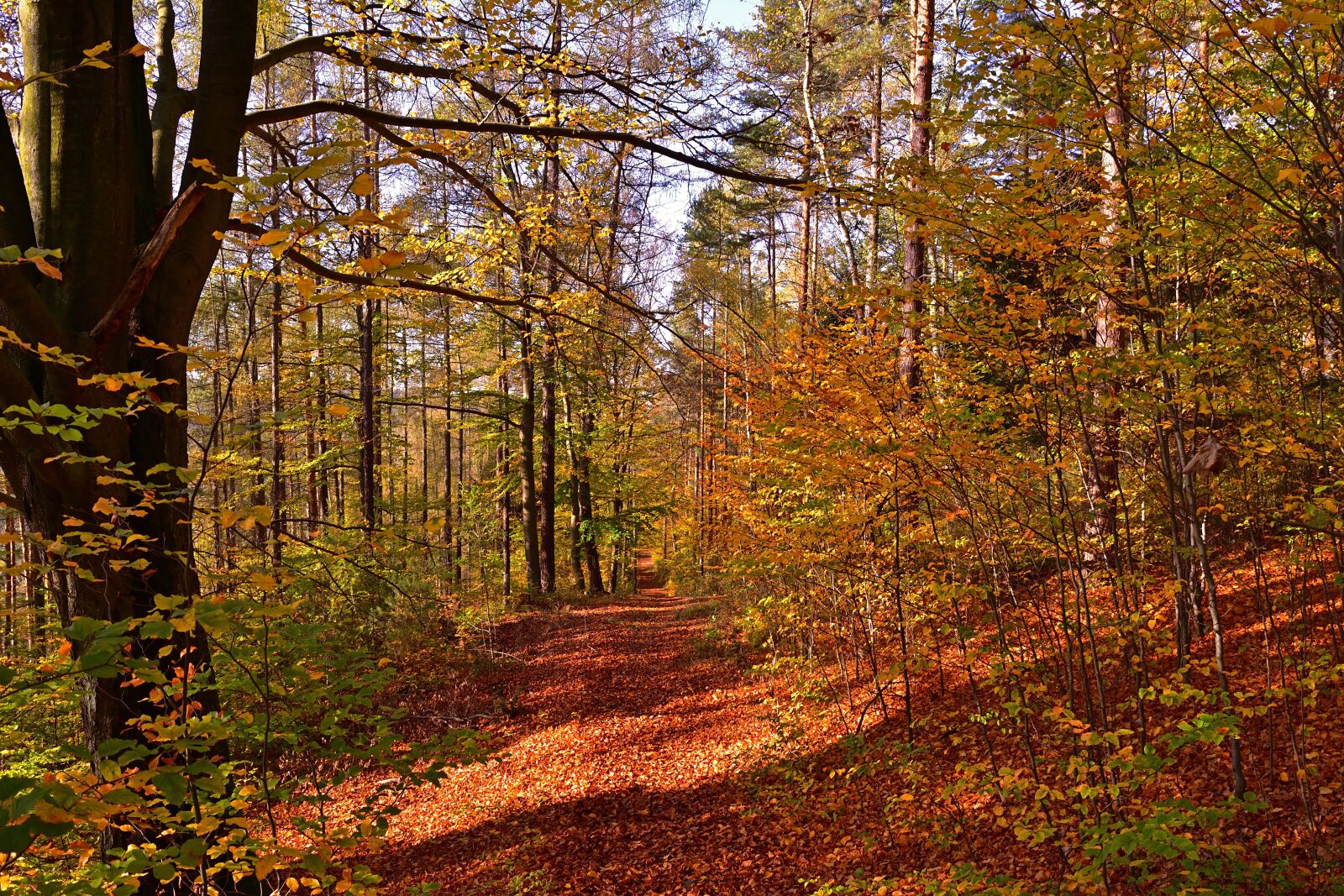 Nikon D5200 sample photo. Autumn forest, hiking, nature photography