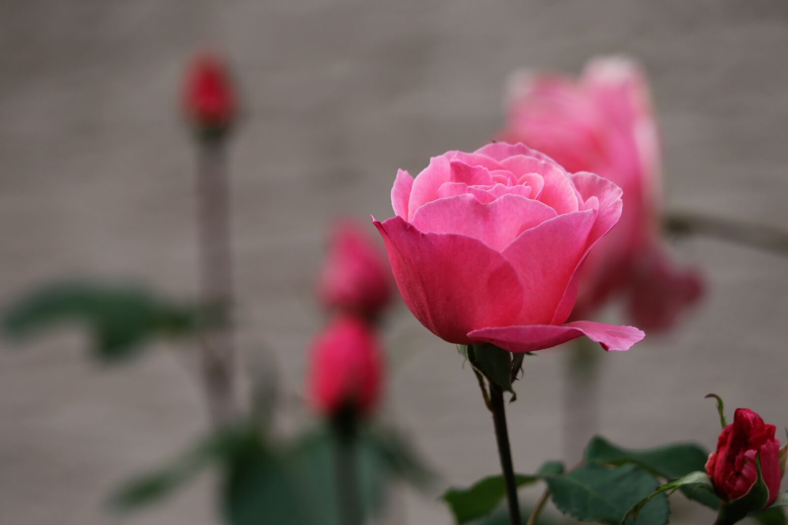 Canon EF 70-300 F4-5.6 IS II USM sample photo. Pink roses, papillon, flower photography