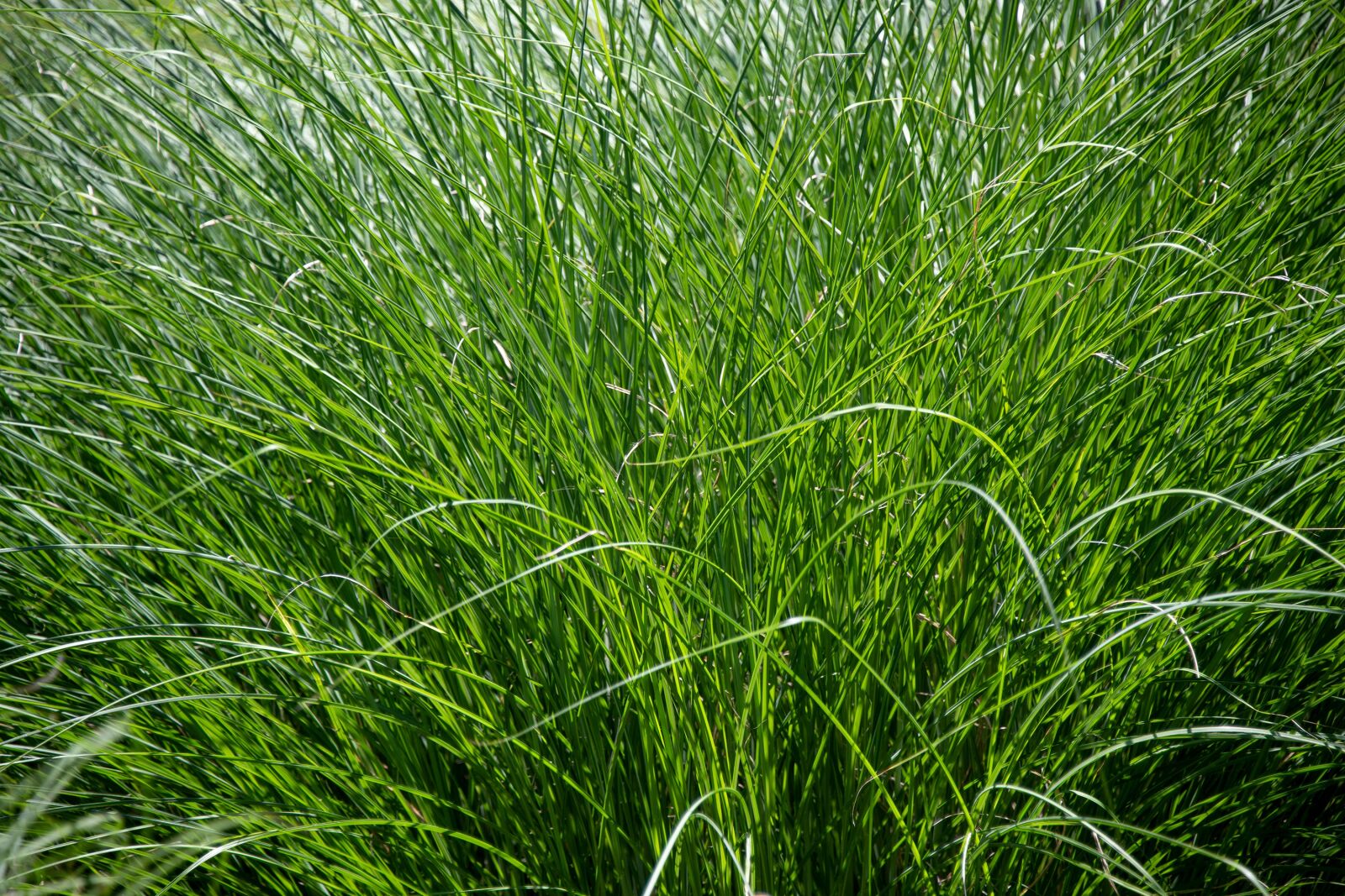 Nikon D850 sample photo. Pampas grass, grass, green photography