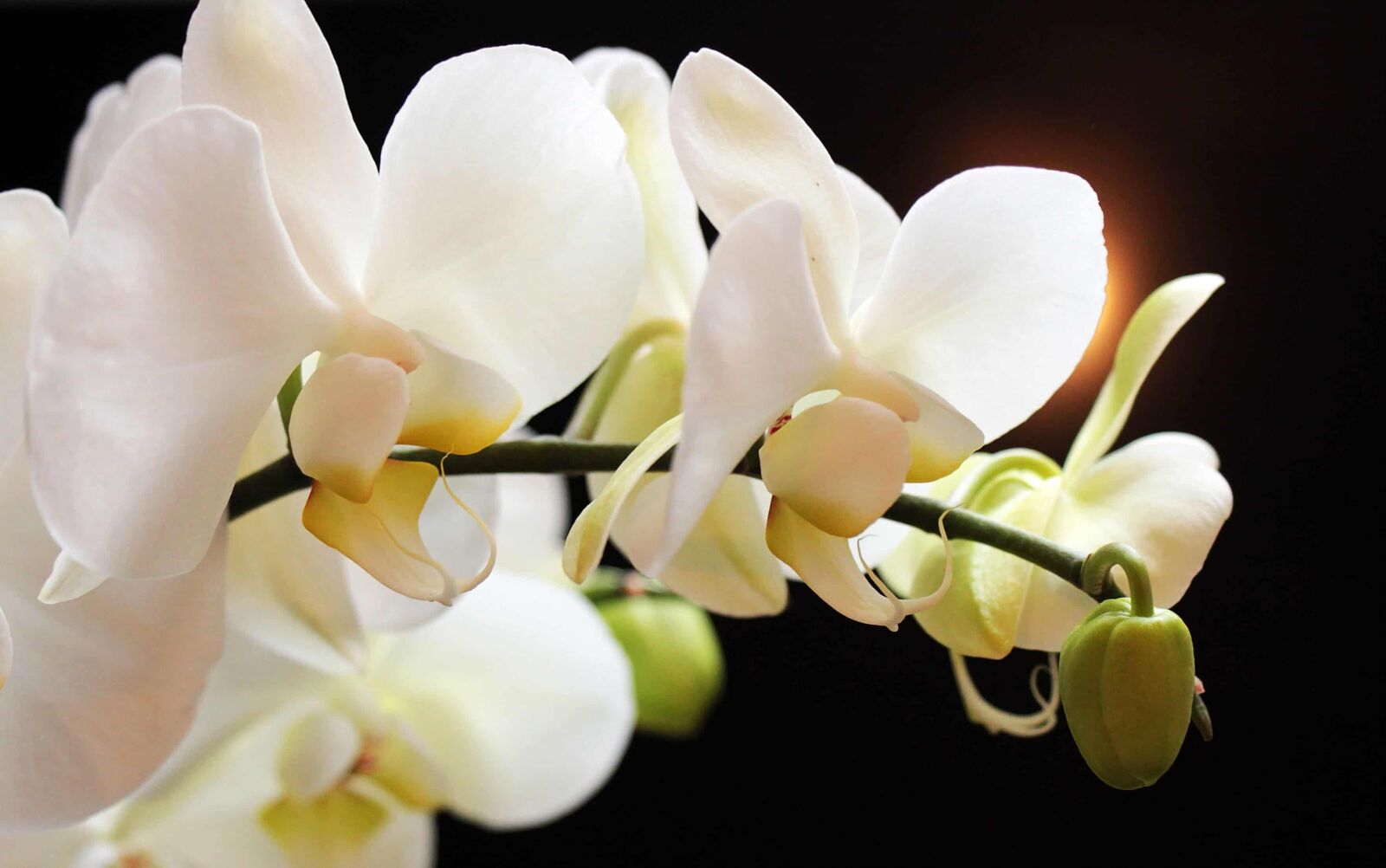 Canon EOS 550D (EOS Rebel T2i / EOS Kiss X4) sample photo. Nature, branch, flower, petal photography