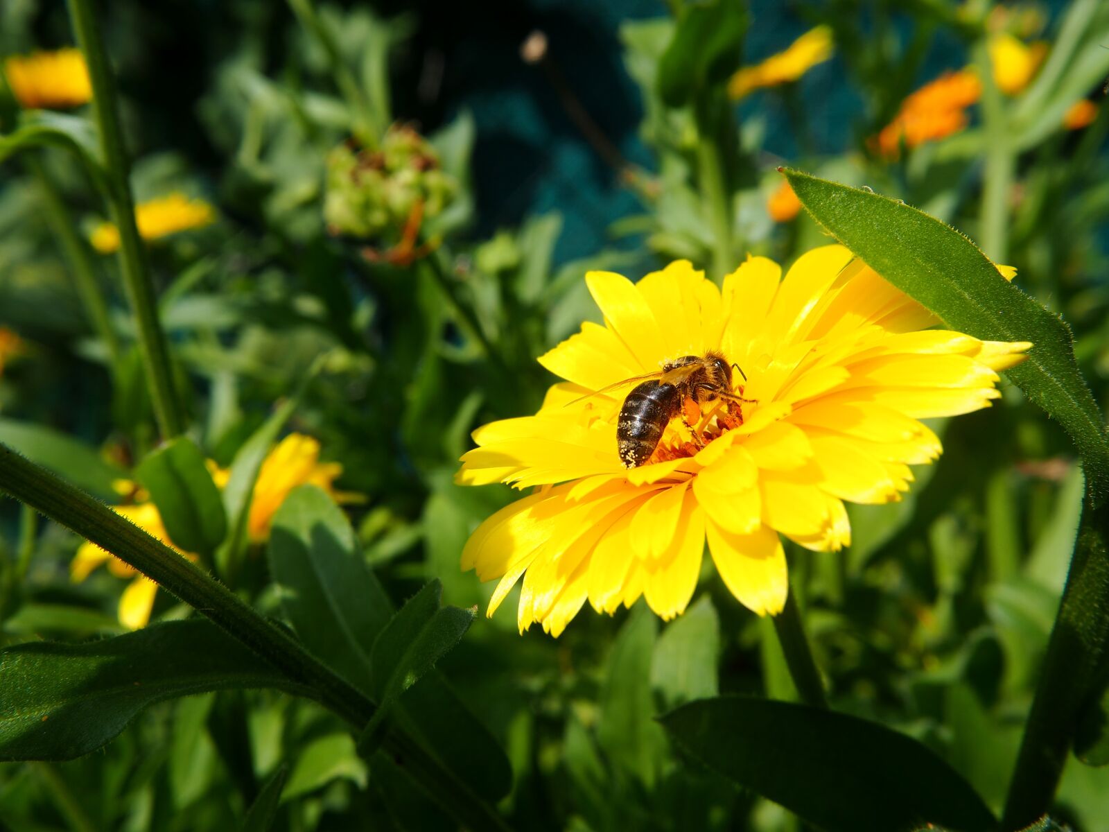 Olympus OM-D E-M10 sample photo. Marigold, bee, pollen photography