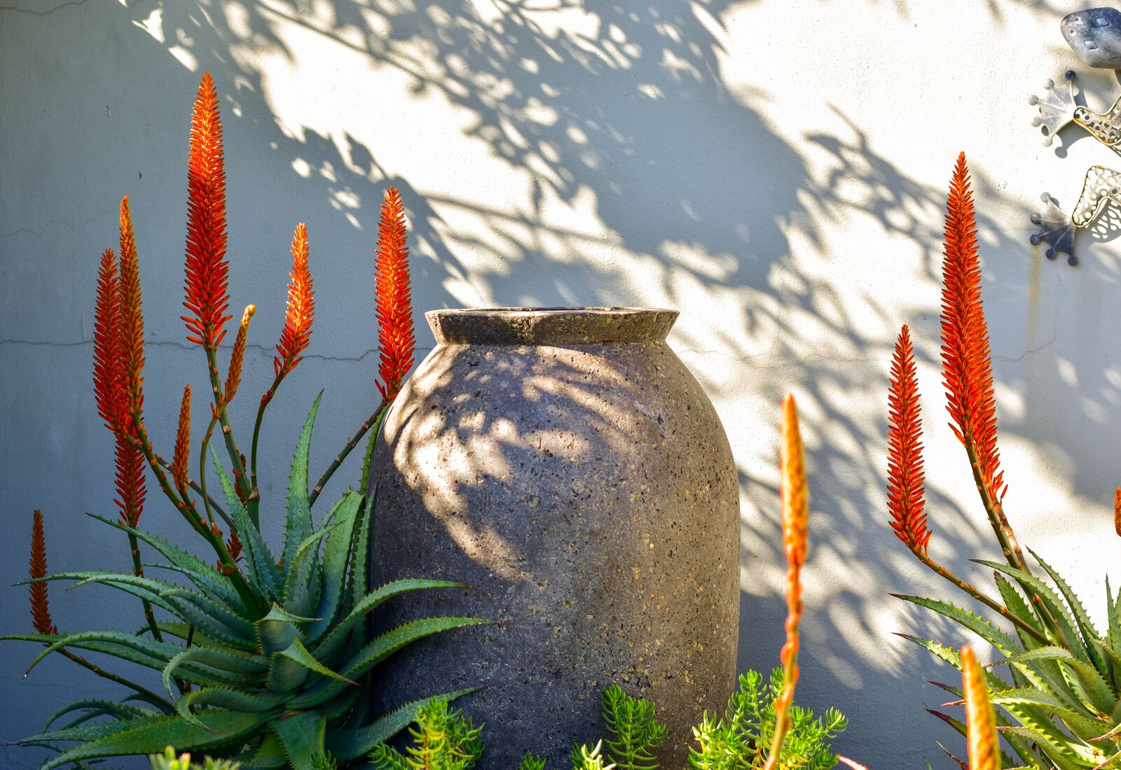 Nikon D5500 sample photo. Aloe, flowers, garden photography