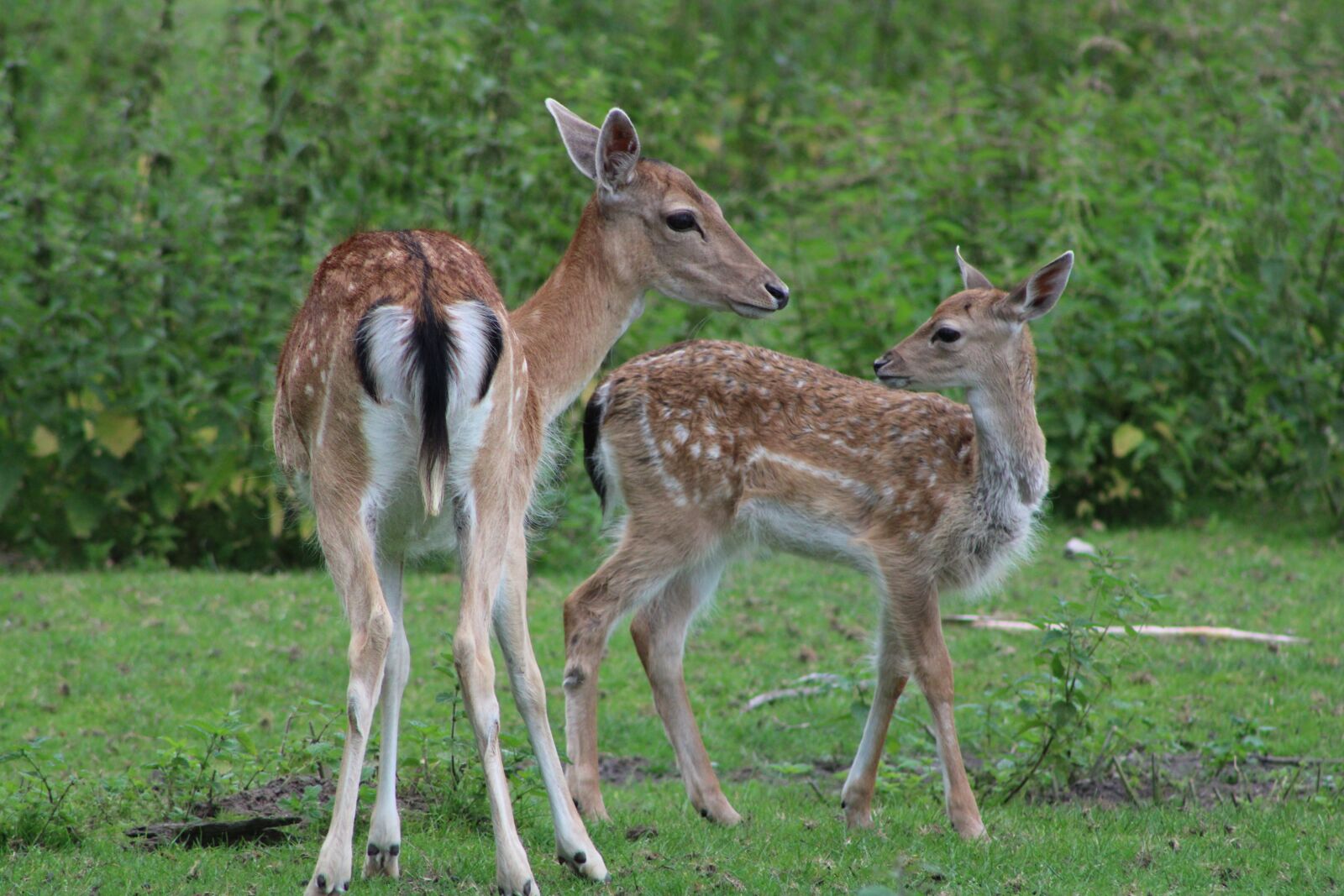 Canon EOS 2000D (EOS Rebel T7 / EOS Kiss X90 / EOS 1500D) sample photo. Deer, doe, animal photography
