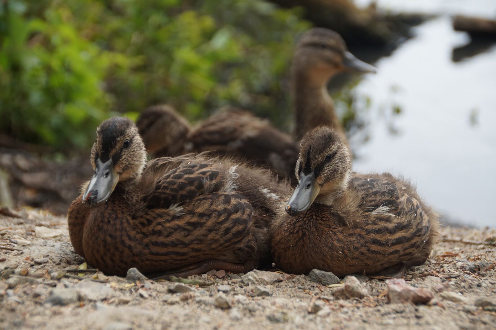Sony SLT-A58 sample photo. Ducks, wild, brood photography