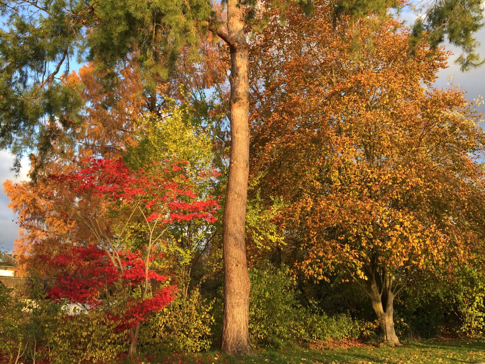 Apple iPhone 6 sample photo. Trees, autumn, colorful photography