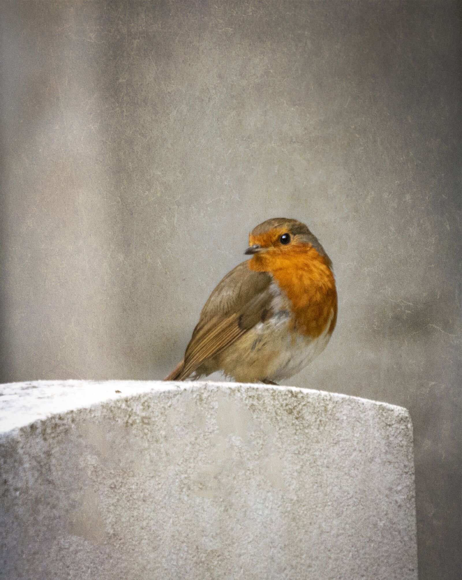 Sigma 100-400mm F5-6.3 DG OS HSM sample photo. Robin, bird, cheeky photography