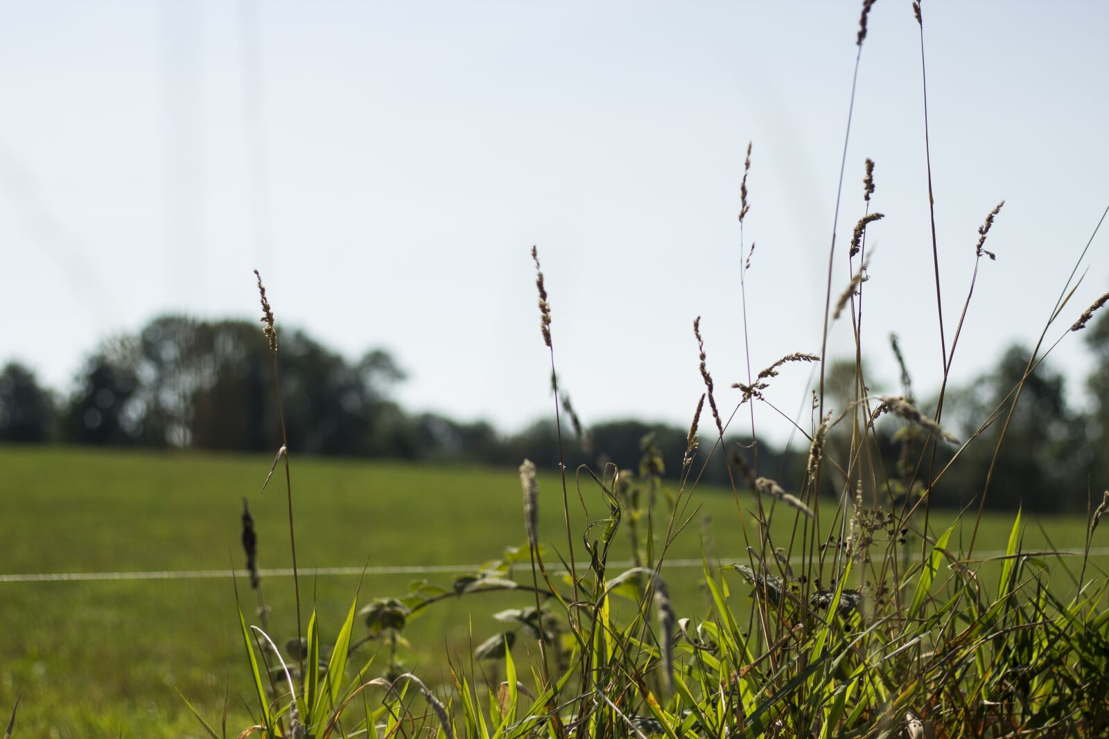 Canon EF 50mm F1.8 STM sample photo. Meadow, field, landscape photography