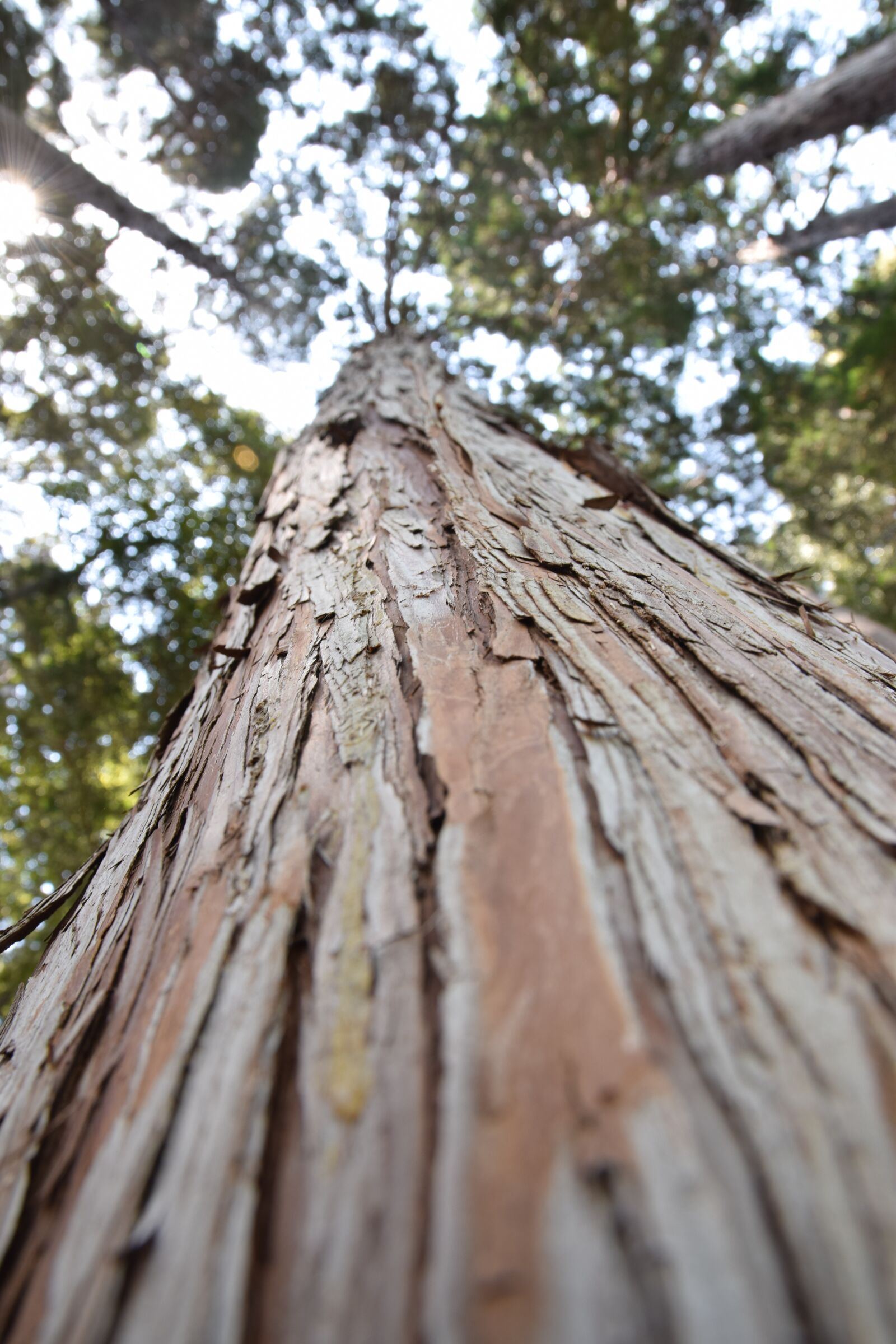 Nikon D5300 sample photo. Tree, wood, nature photography