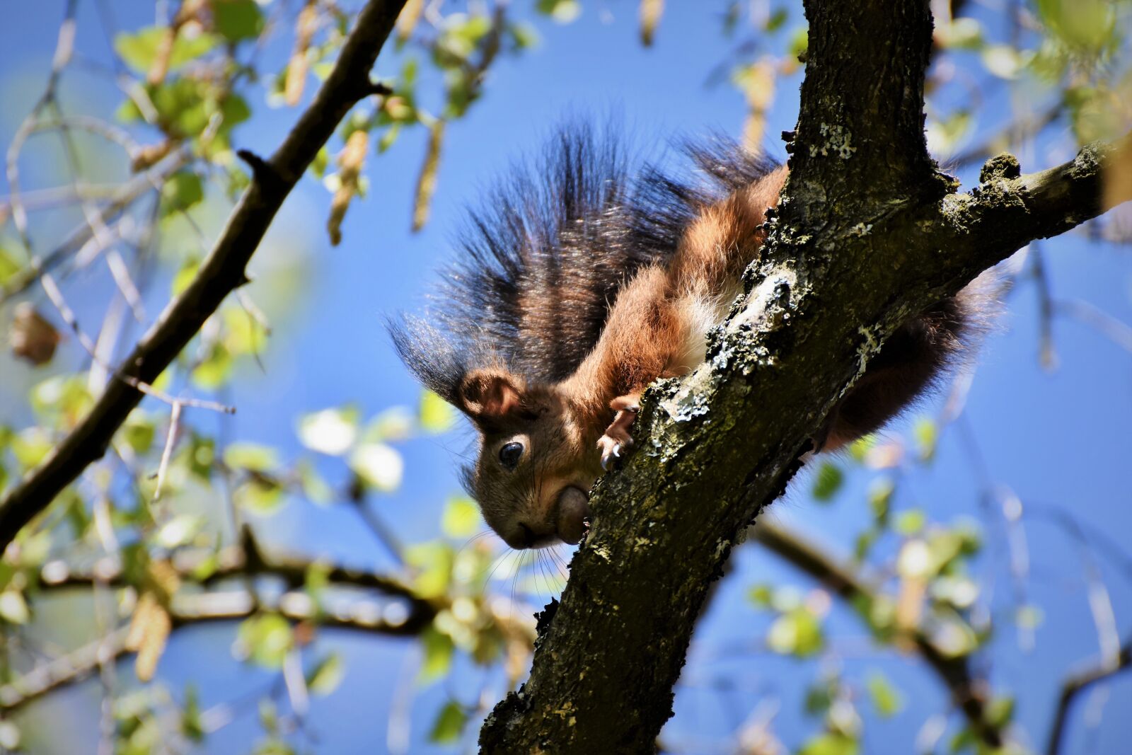 Nikon D7200 sample photo. Squirrel, verifiable kitten, rodent photography