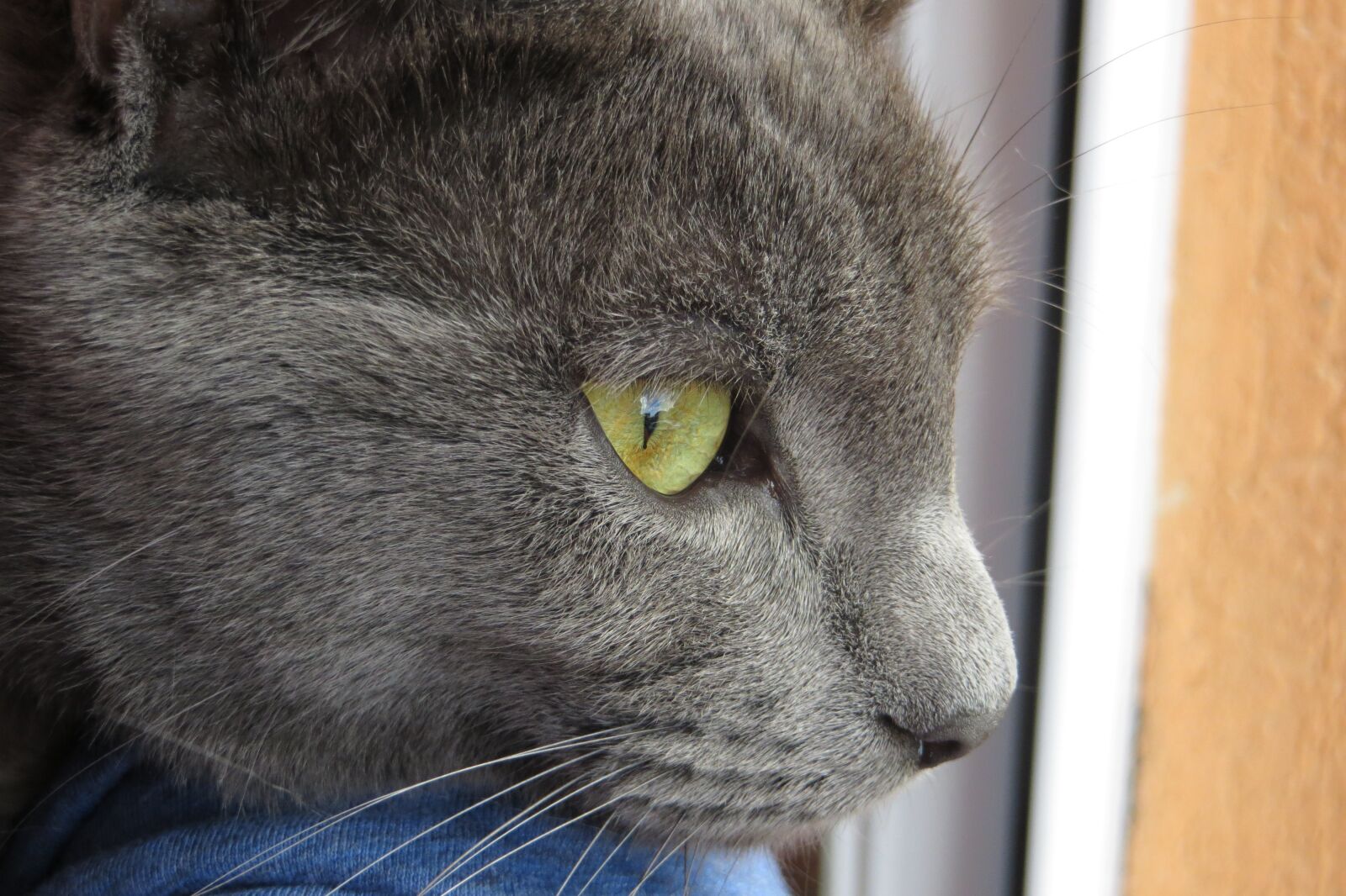 Canon PowerShot SX240 HS sample photo. Cat, animal, cute photography