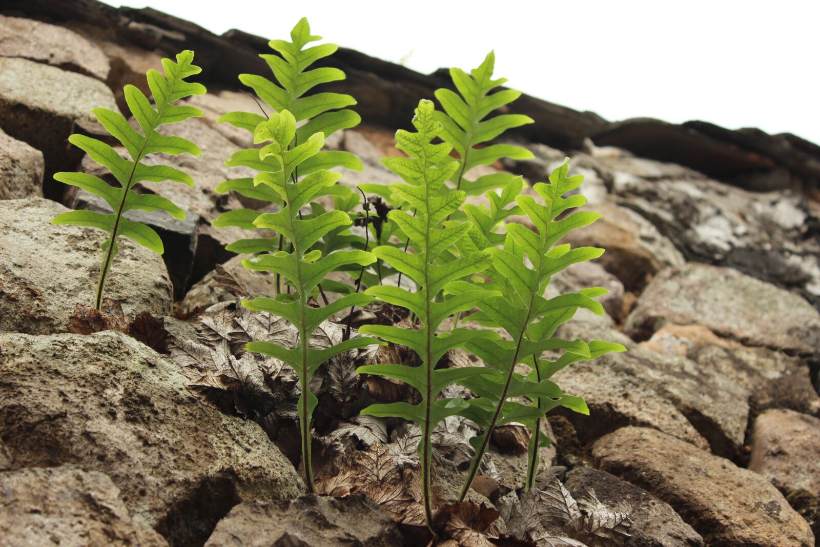Canon EOS 600D (Rebel EOS T3i / EOS Kiss X5) sample photo. Fern, stone, plant photography