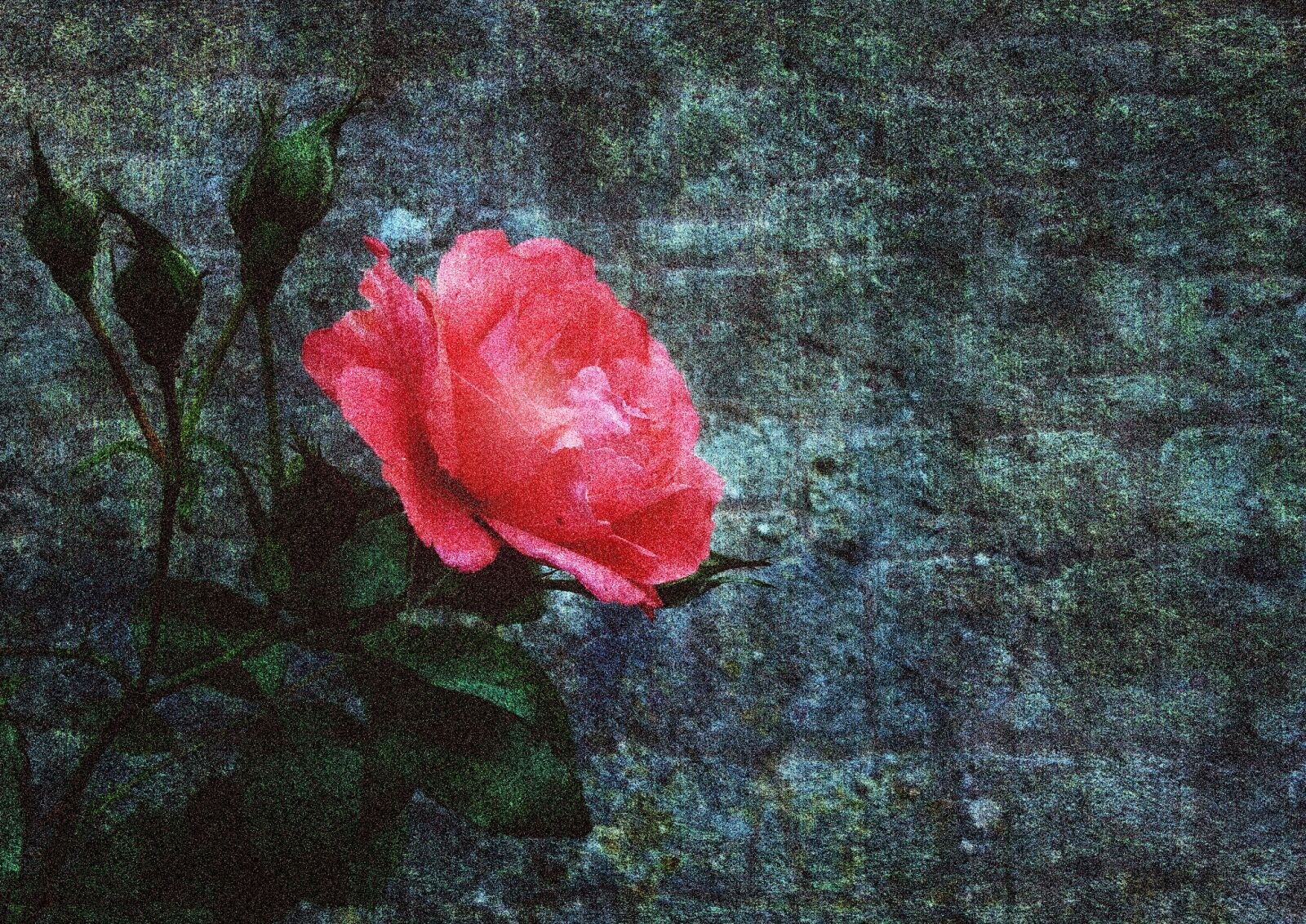 Fujifilm X30 sample photo. Red rose, wall, artistic photography