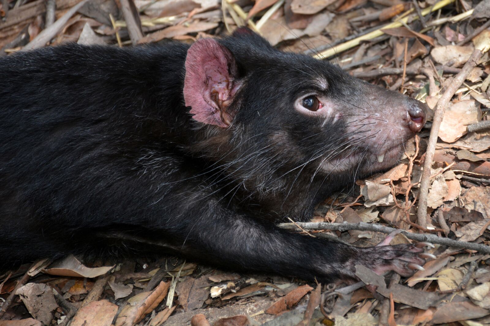 Nikon D7100 sample photo. Tasmanian devil, sarcophilus harrisii photography