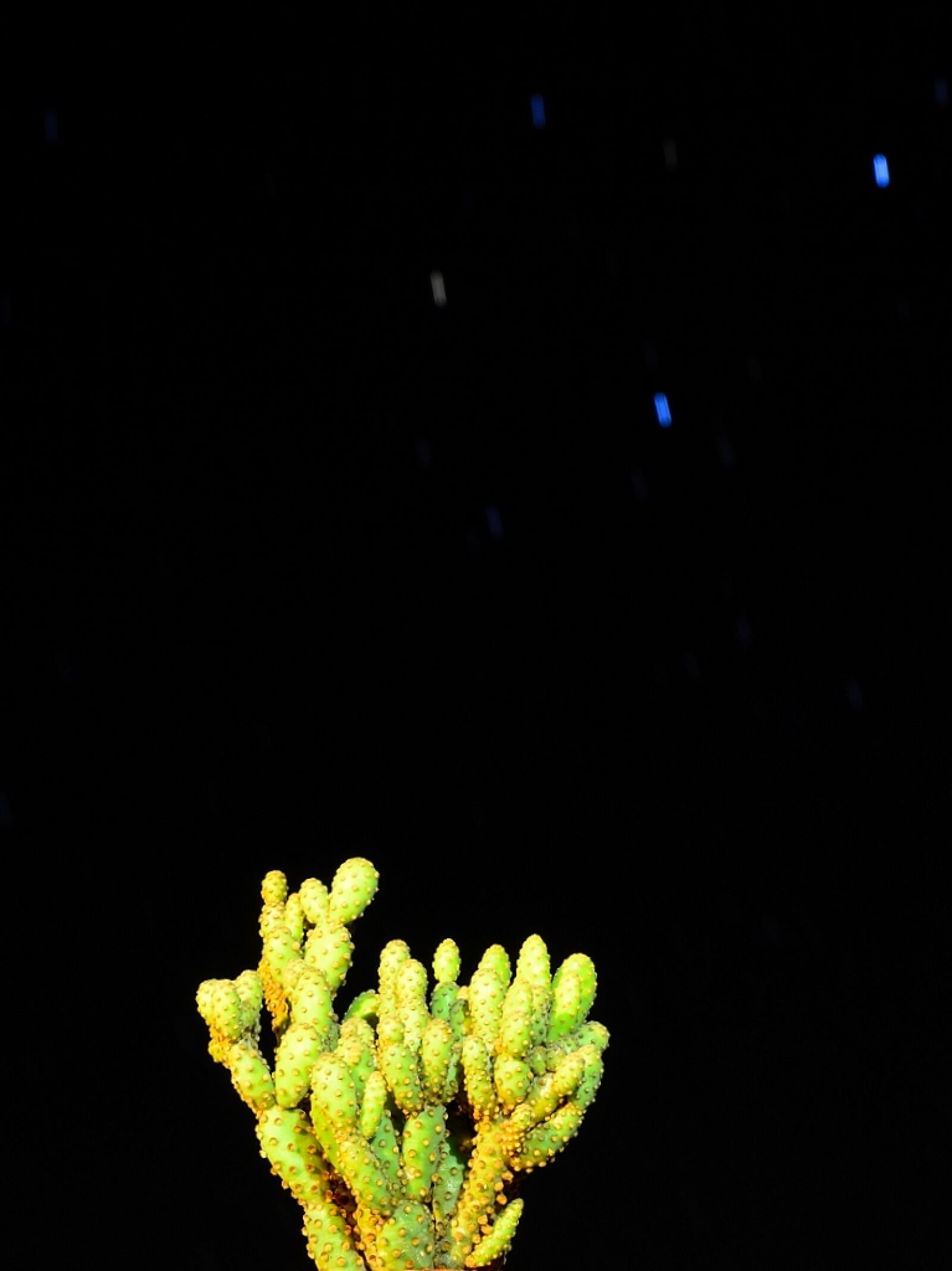 Nikon D5100 sample photo