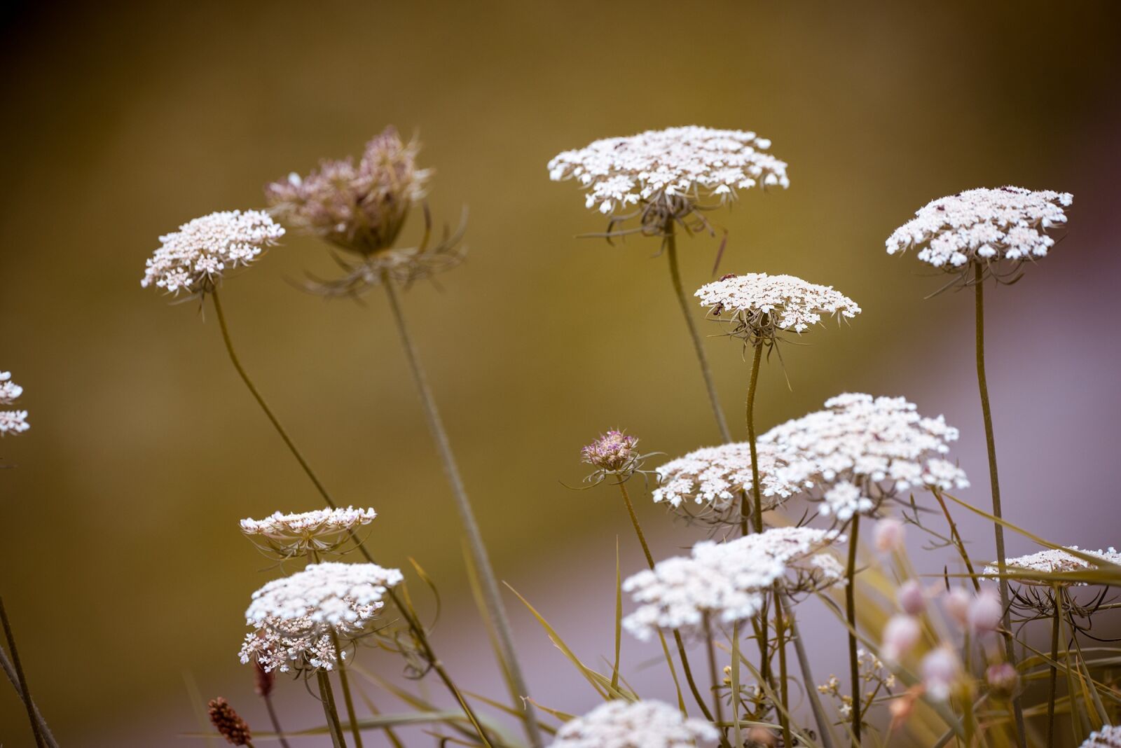 Nikon D750 sample photo. Wild carrot, wild plant photography