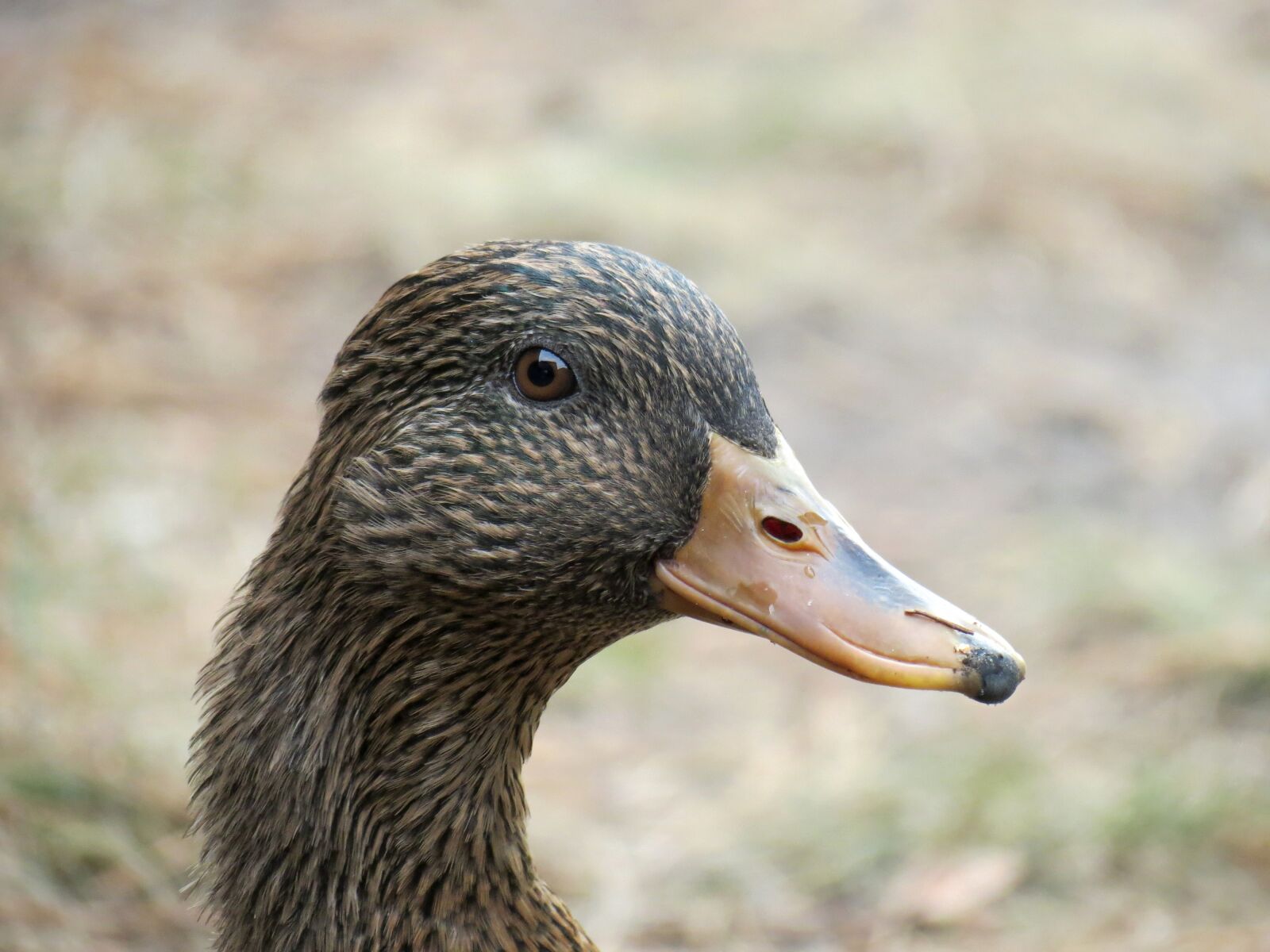 Canon PowerShot SX40 HS sample photo. Duck, female, mallard photography
