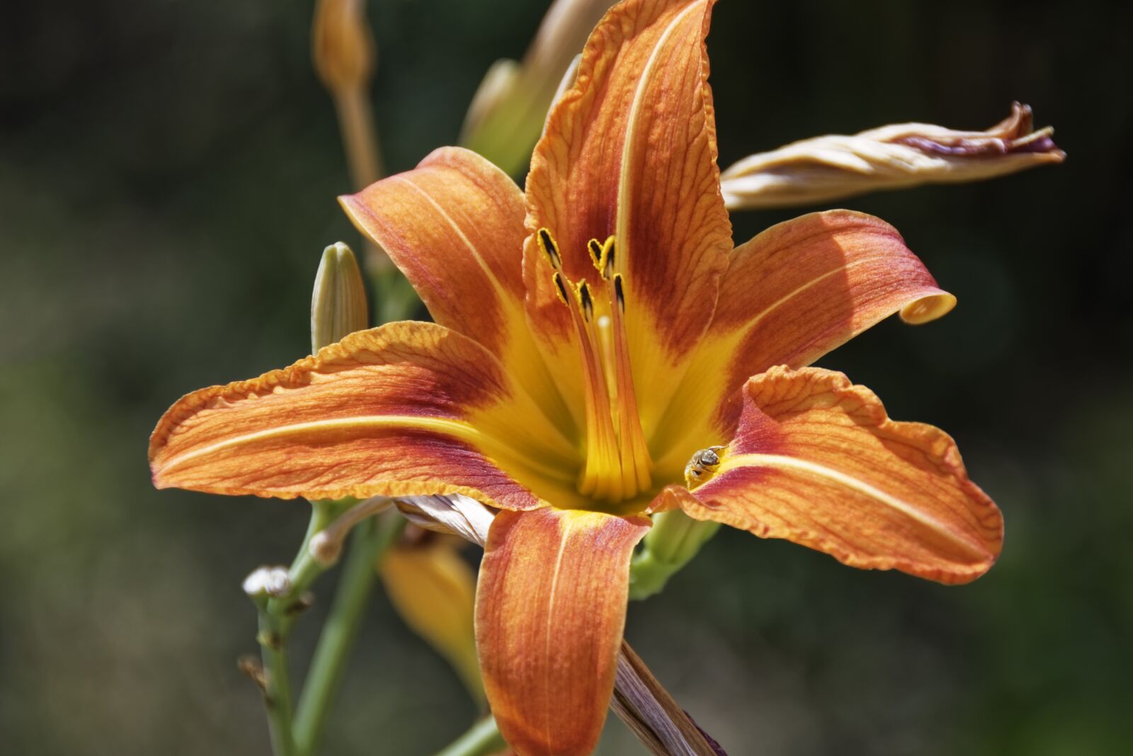 Nikon D500 sample photo. Flower, blossom, bloom photography