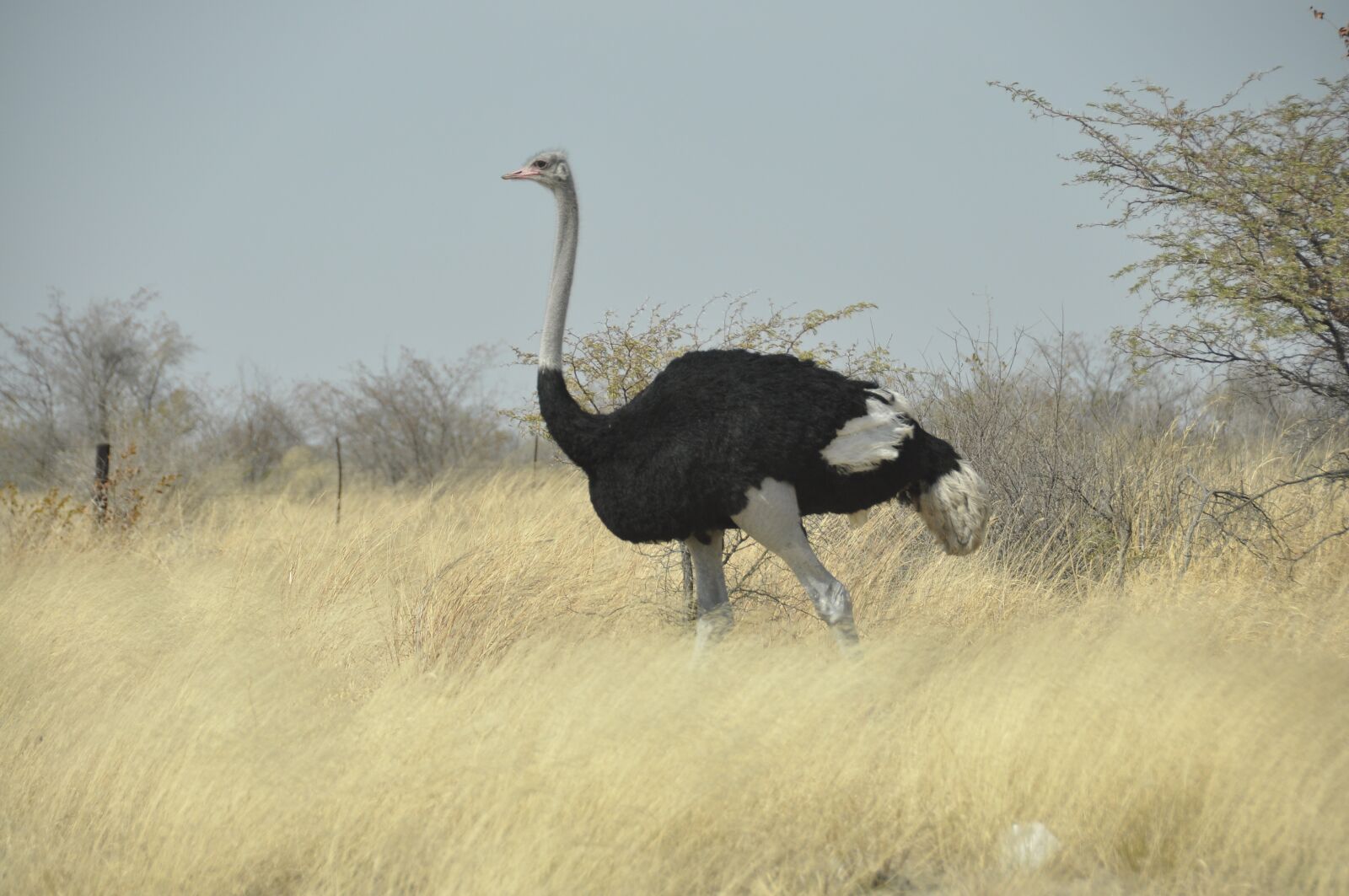 Nikon D90 sample photo. Bird, bouquet, botswana photography