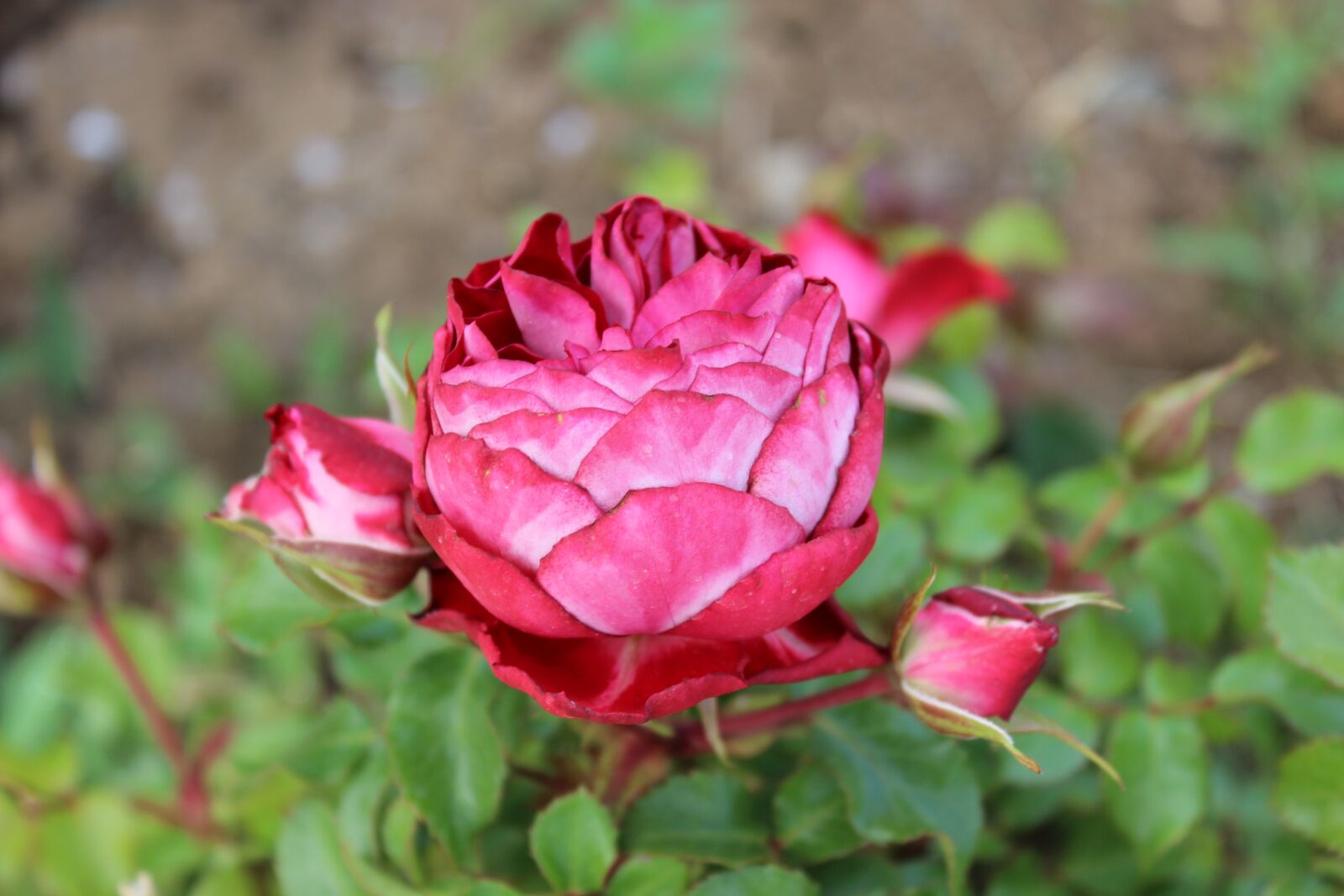 Canon EOS 600D (Rebel EOS T3i / EOS Kiss X5) sample photo. Rose, flowers, flora photography