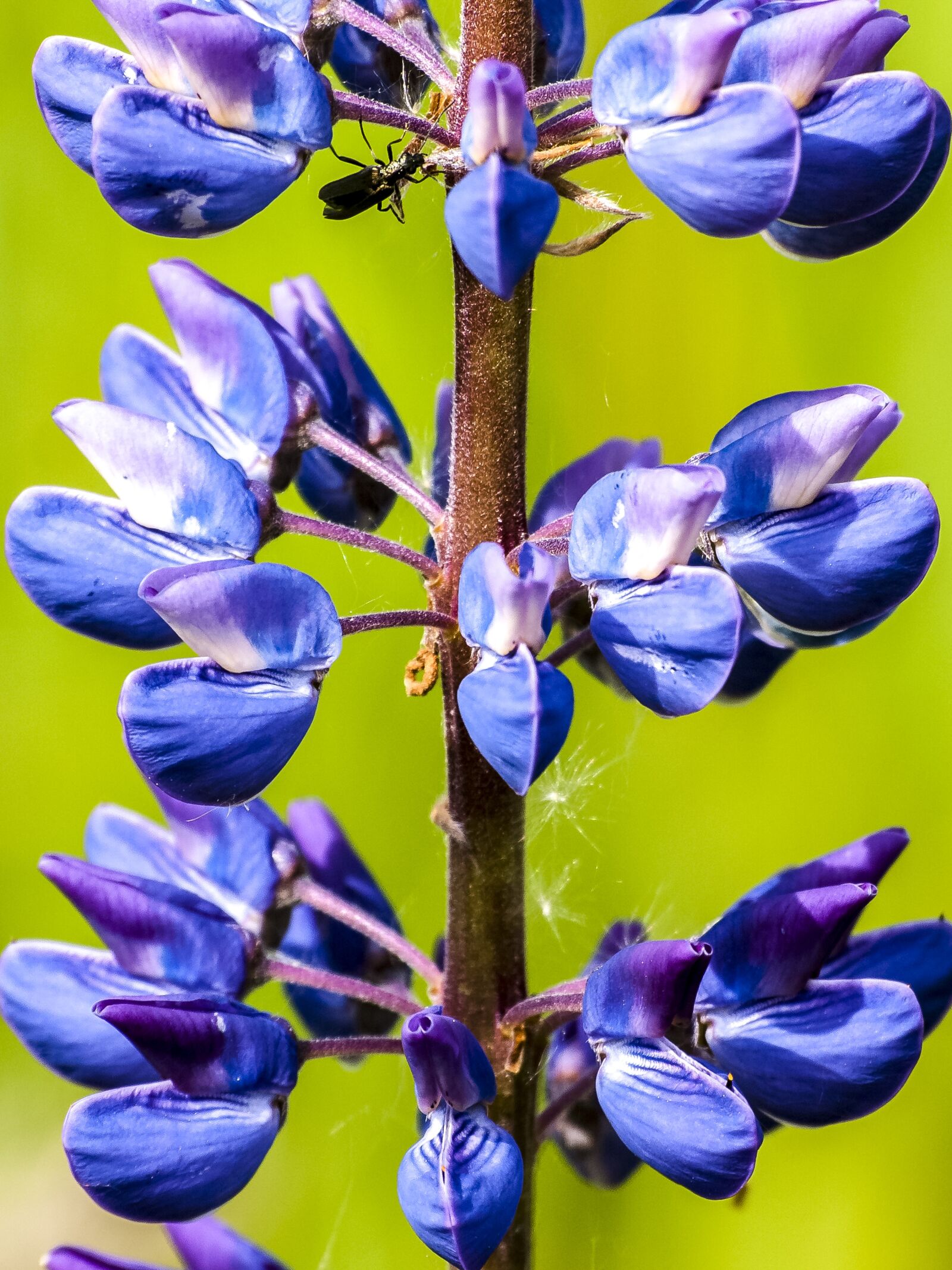 Olympus E-3 sample photo. Lupine, flower, blossom photography