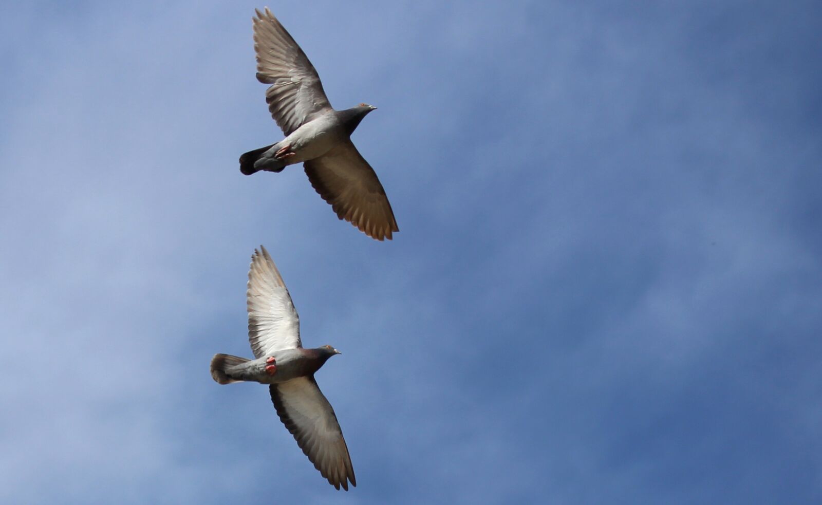Canon EF-S 60mm F2.8 Macro USM sample photo. Pigeons, pair, flight photography