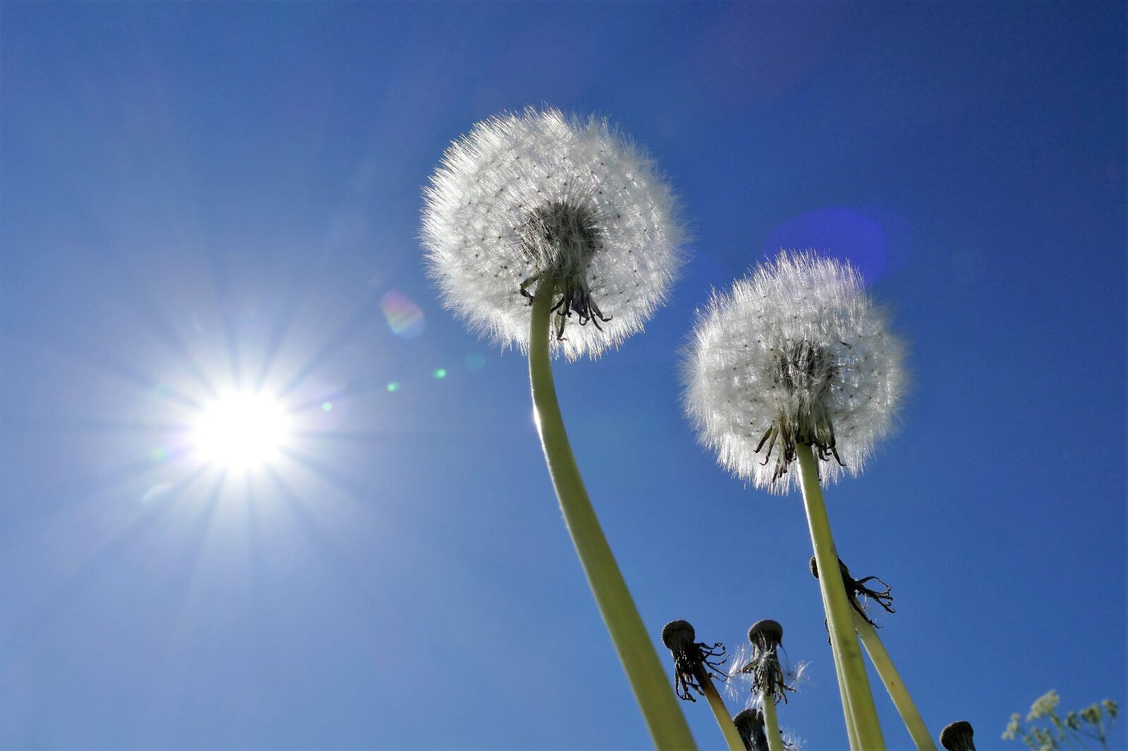 Panasonic Lumix DMC-FZ1000 sample photo. Dandelion, milk floor, pointed photography