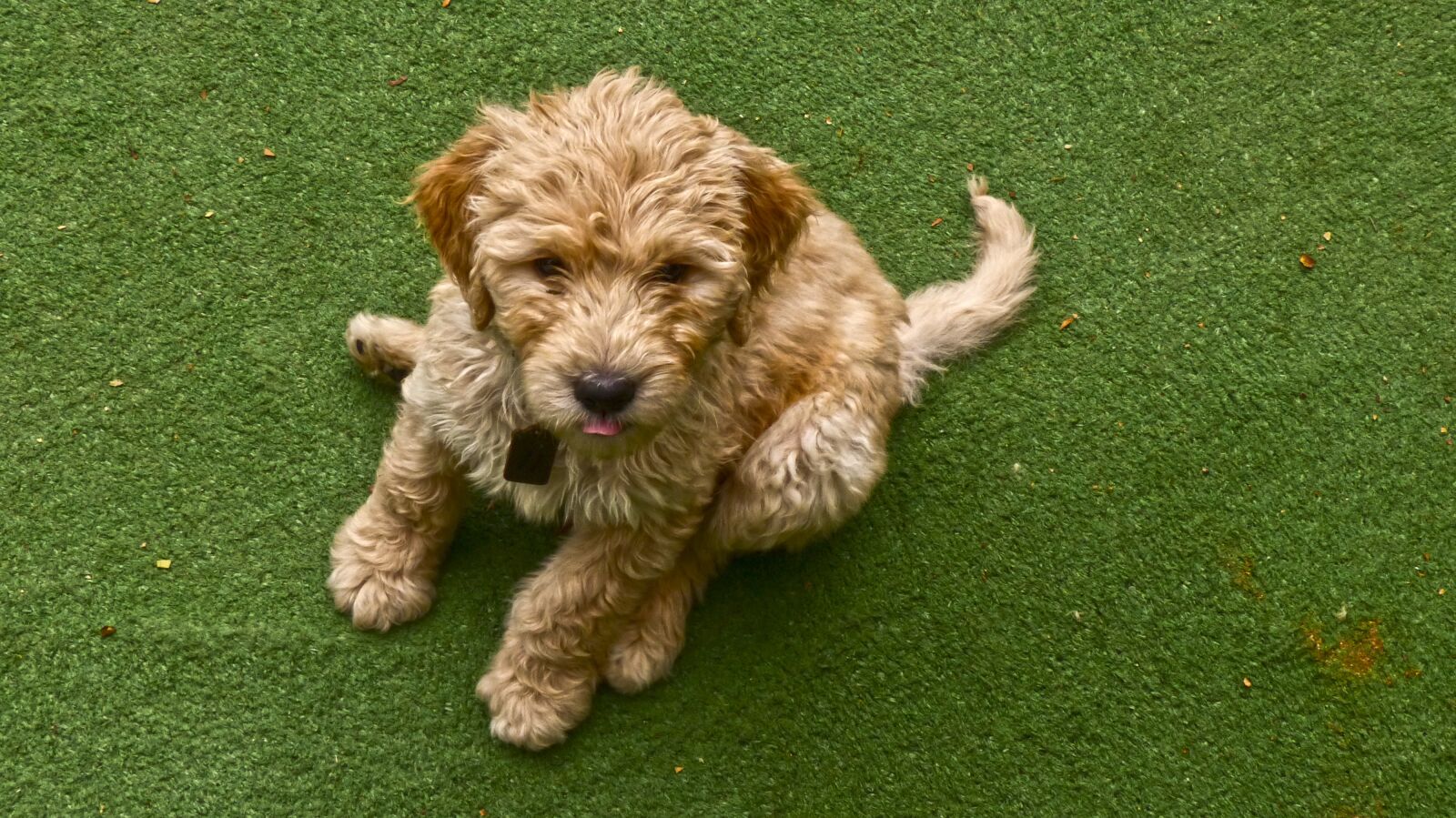 Panasonic Lumix DMC-FZ200 sample photo. Puppy, dog, pet photography
