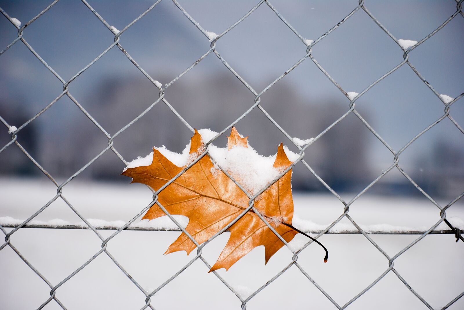 Nikon D60 sample photo. Nature, leaf, snow photography