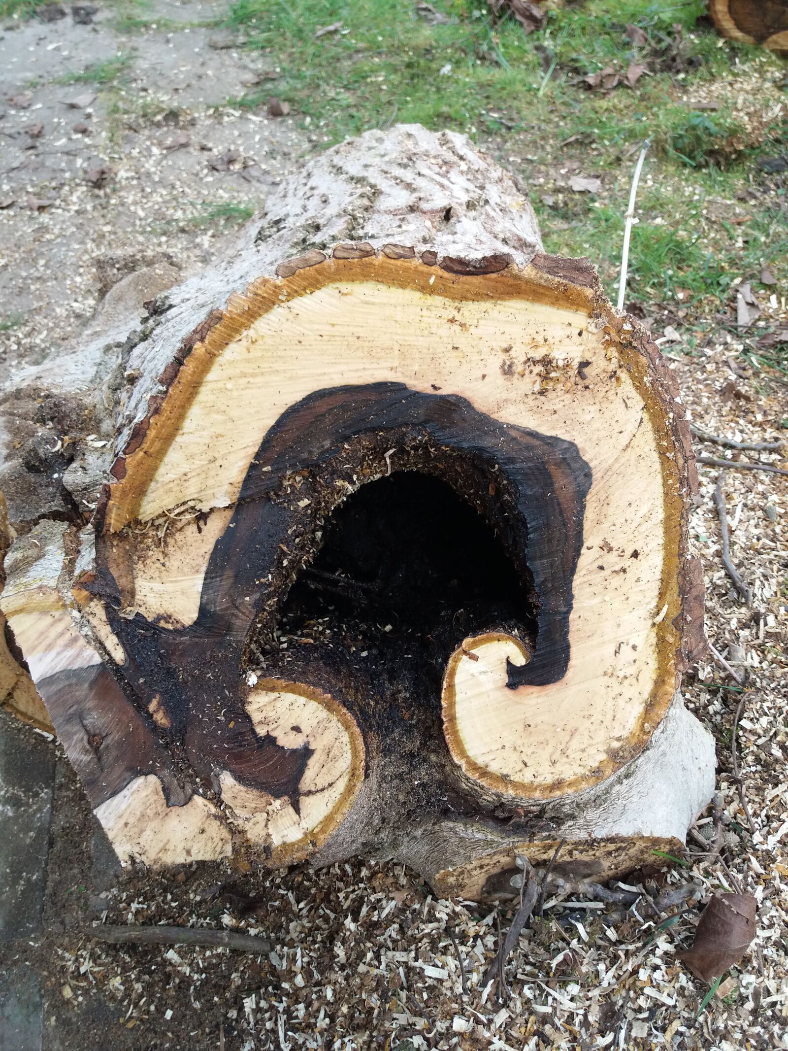 Samsung Galaxy J5(2016) sample photo. Hollow tree trunk, rotten photography