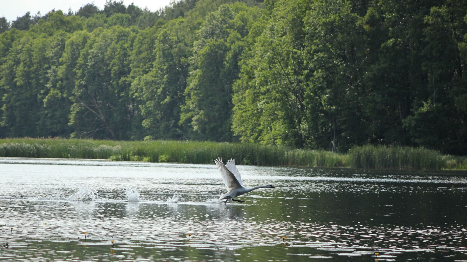 Canon EOS 5D Mark II sample photo. Swan, flight, bird photography