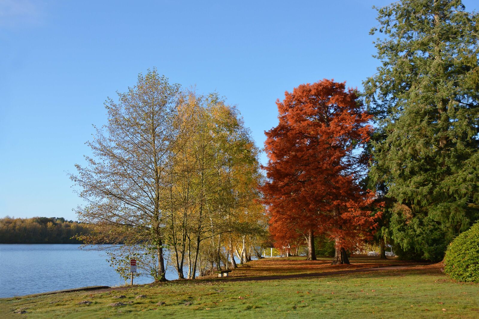 Nikon D7100 sample photo. Fall, landscape, trees photography