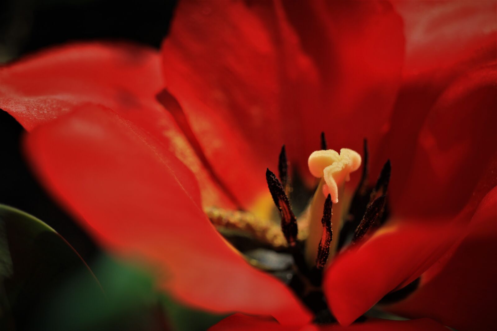 Canon EOS 7D sample photo. Tulips, tulip, red photography