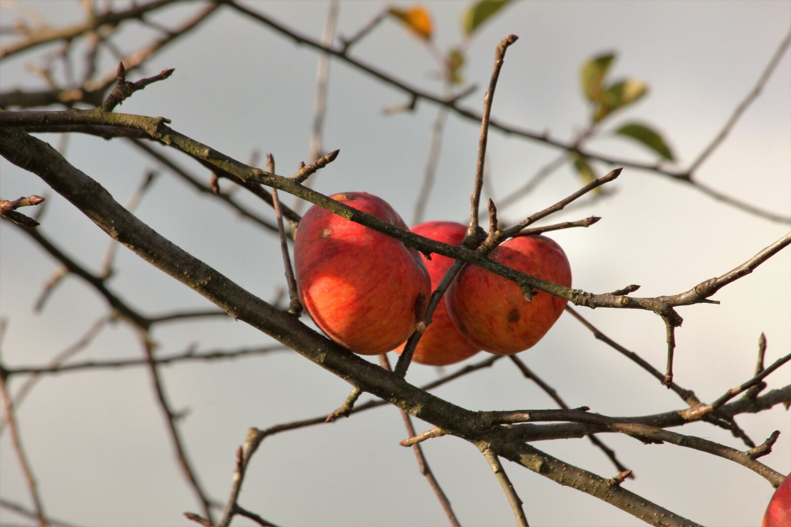 Canon EOS 550D (EOS Rebel T2i / EOS Kiss X4) sample photo. Apple, autumn, apple tree photography