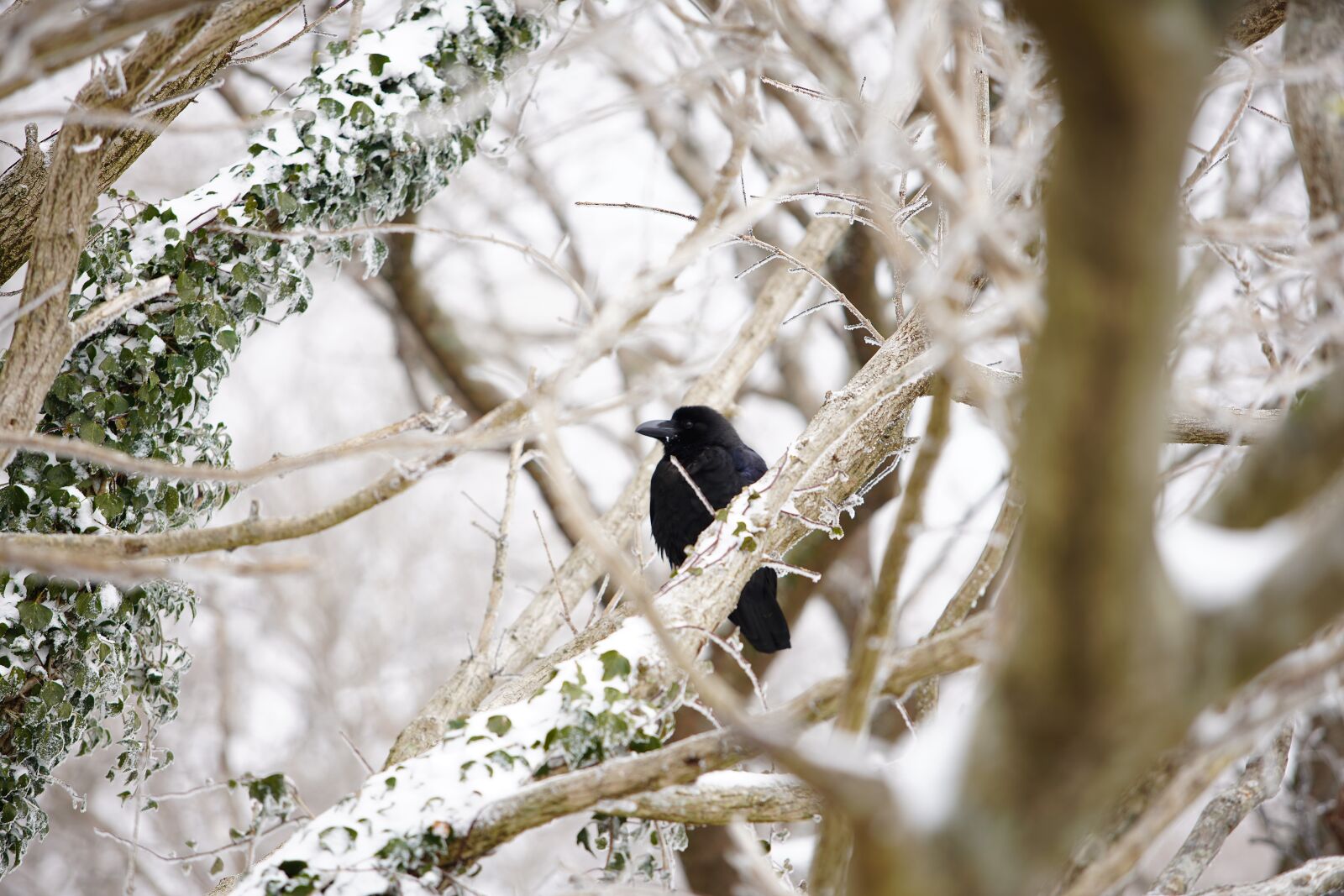 Canon EF 70-200mm F2.8L USM sample photo. Snow, white, winter photography